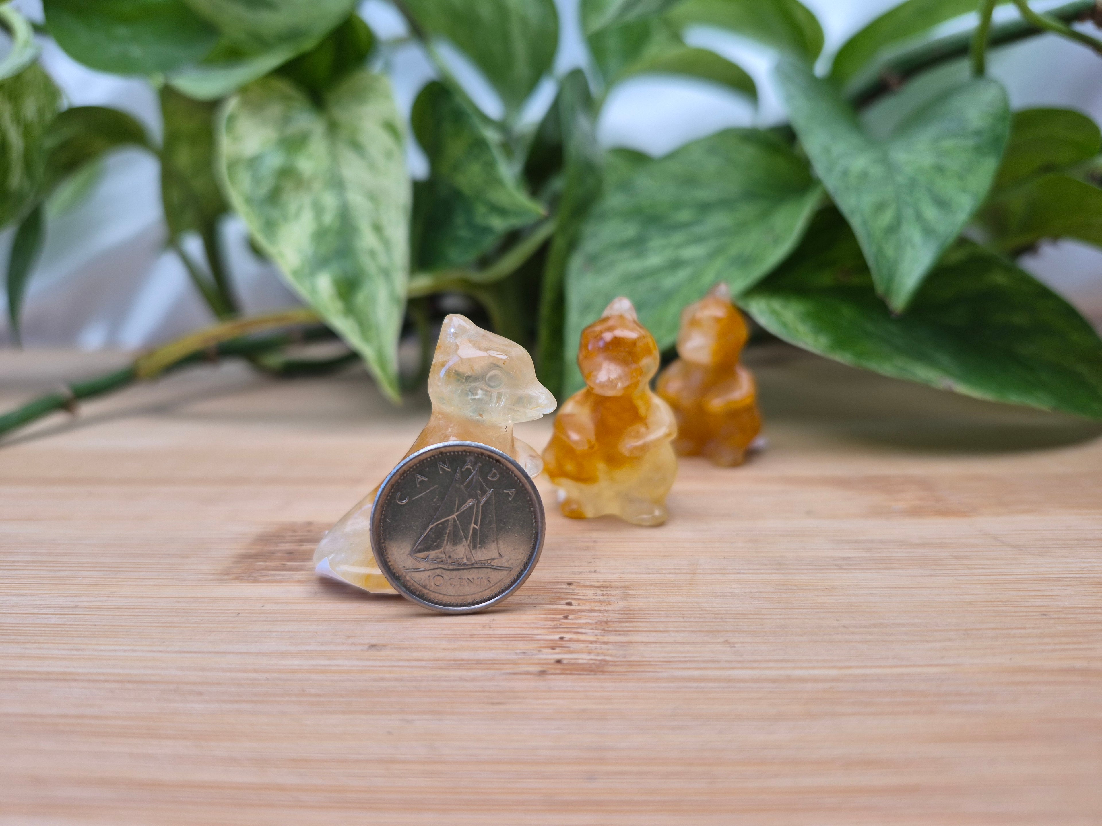 GOLDEN HEALER CHARMELEON