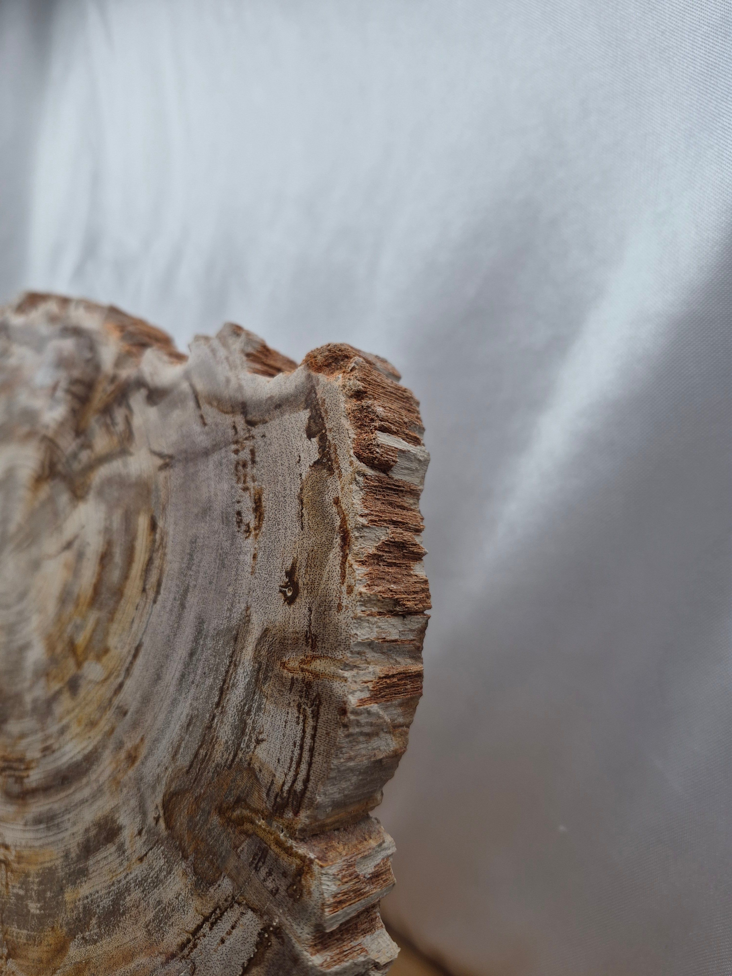 PETRIFIED WOOD SLAB 7