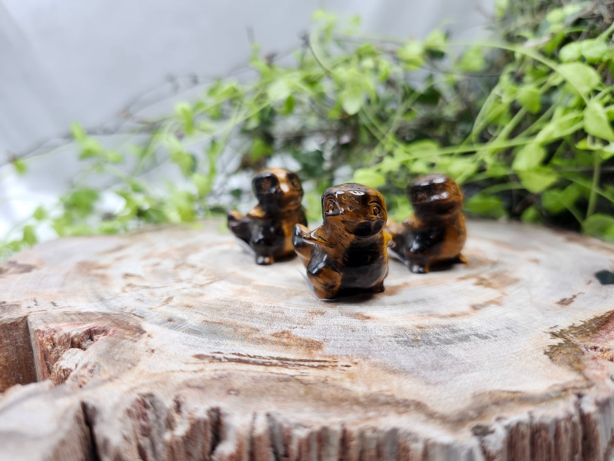 TIGERS EYE CHARMANDER