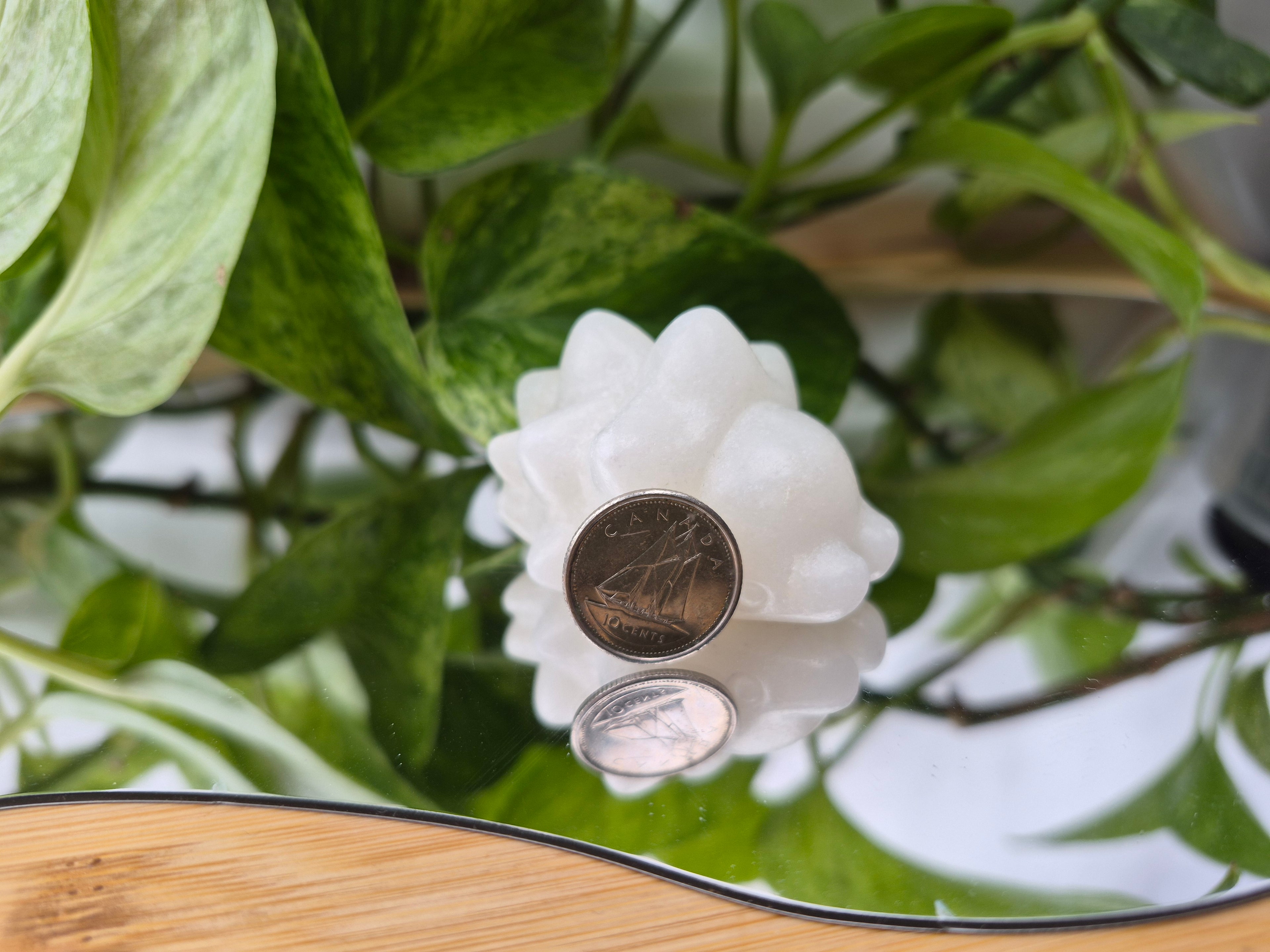 WHITE JADE SNOM