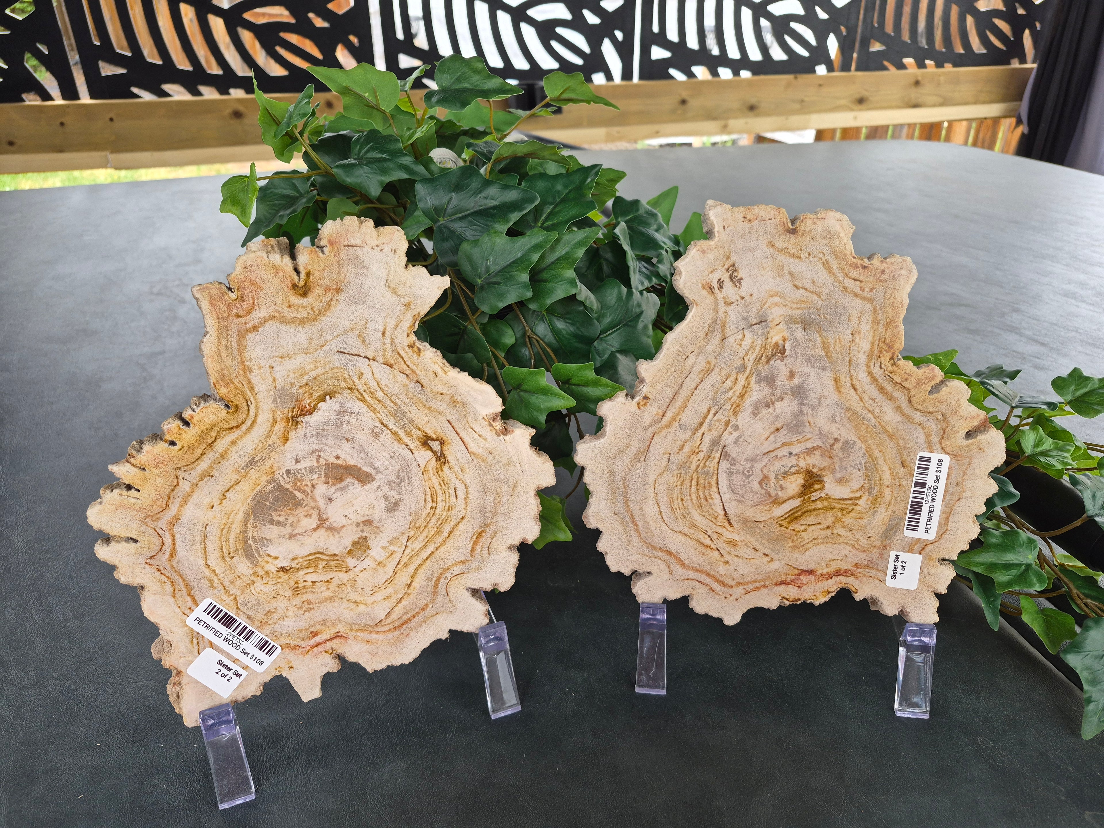 PETRIFIED WOOD SLAB SISTERS #12