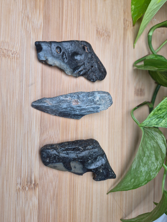 MEGALODON TOOTH FRAGMENTS, LARGE