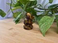 TIGERS EYE SANDSHREW MD
