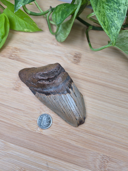 MEGALODON TOOTH