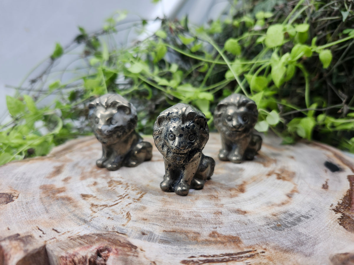 PYRITE LION