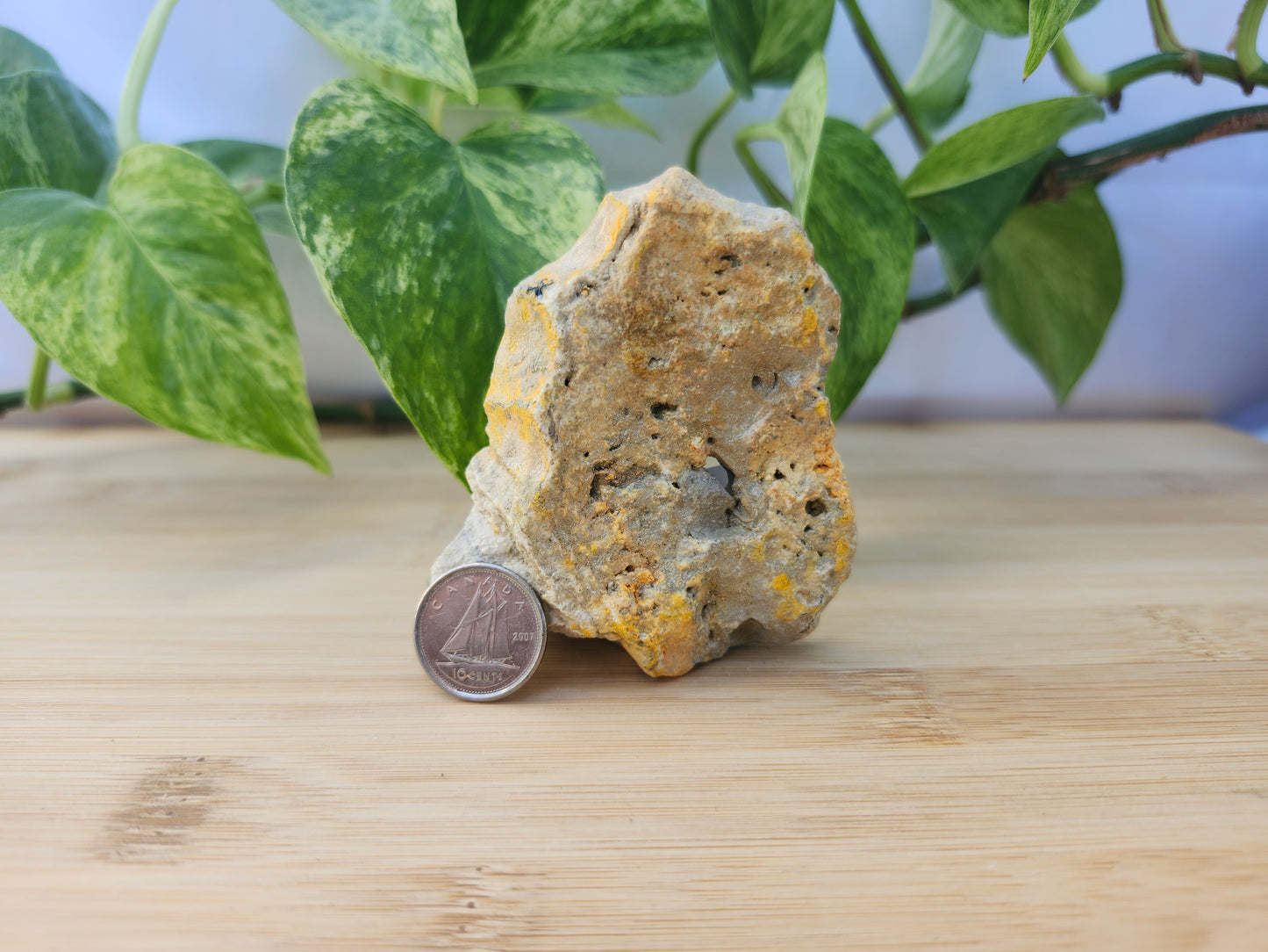 BUMBLEBEE JASPER #4