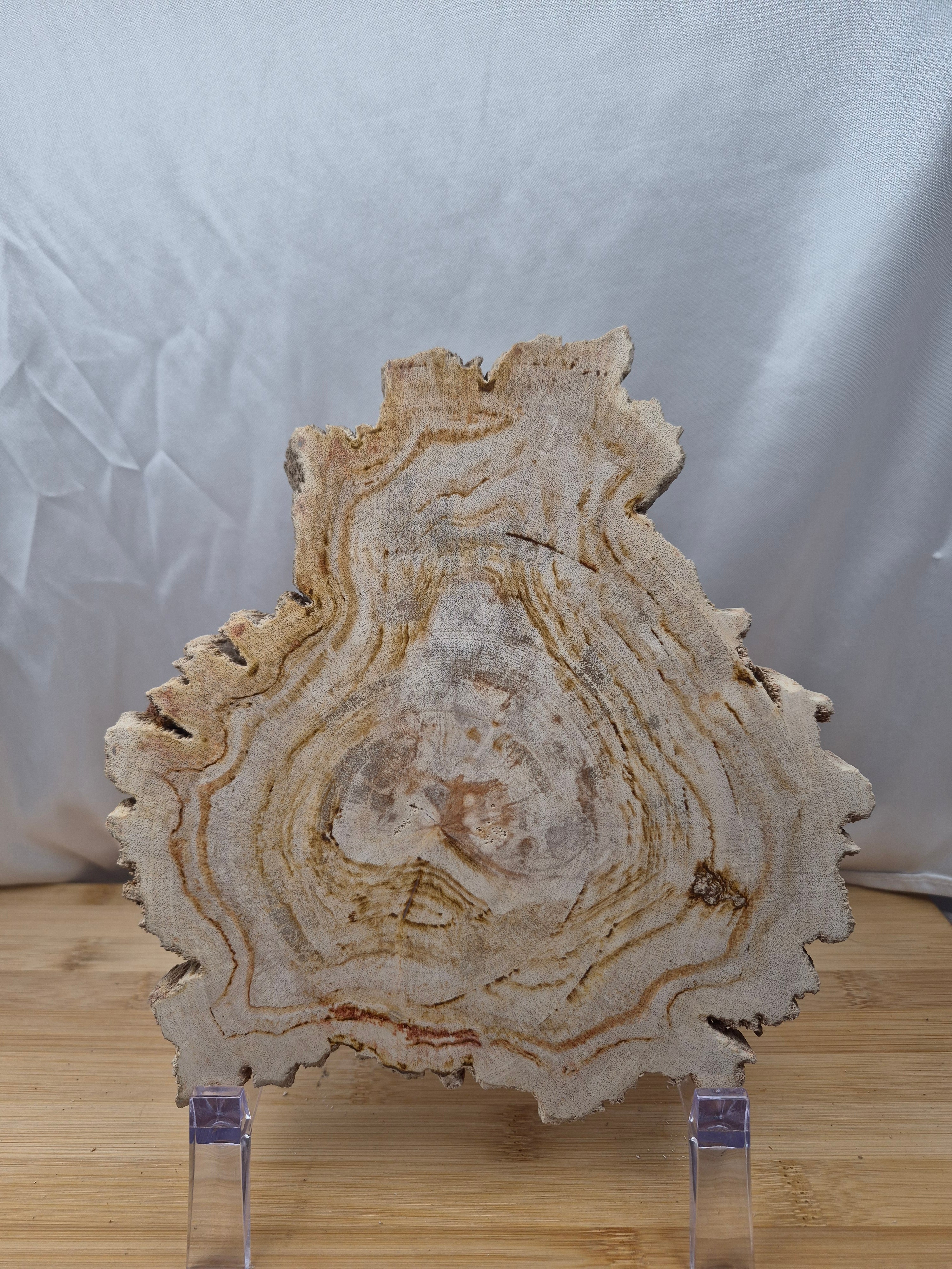 PETRIFIED WOOD SLAB 3