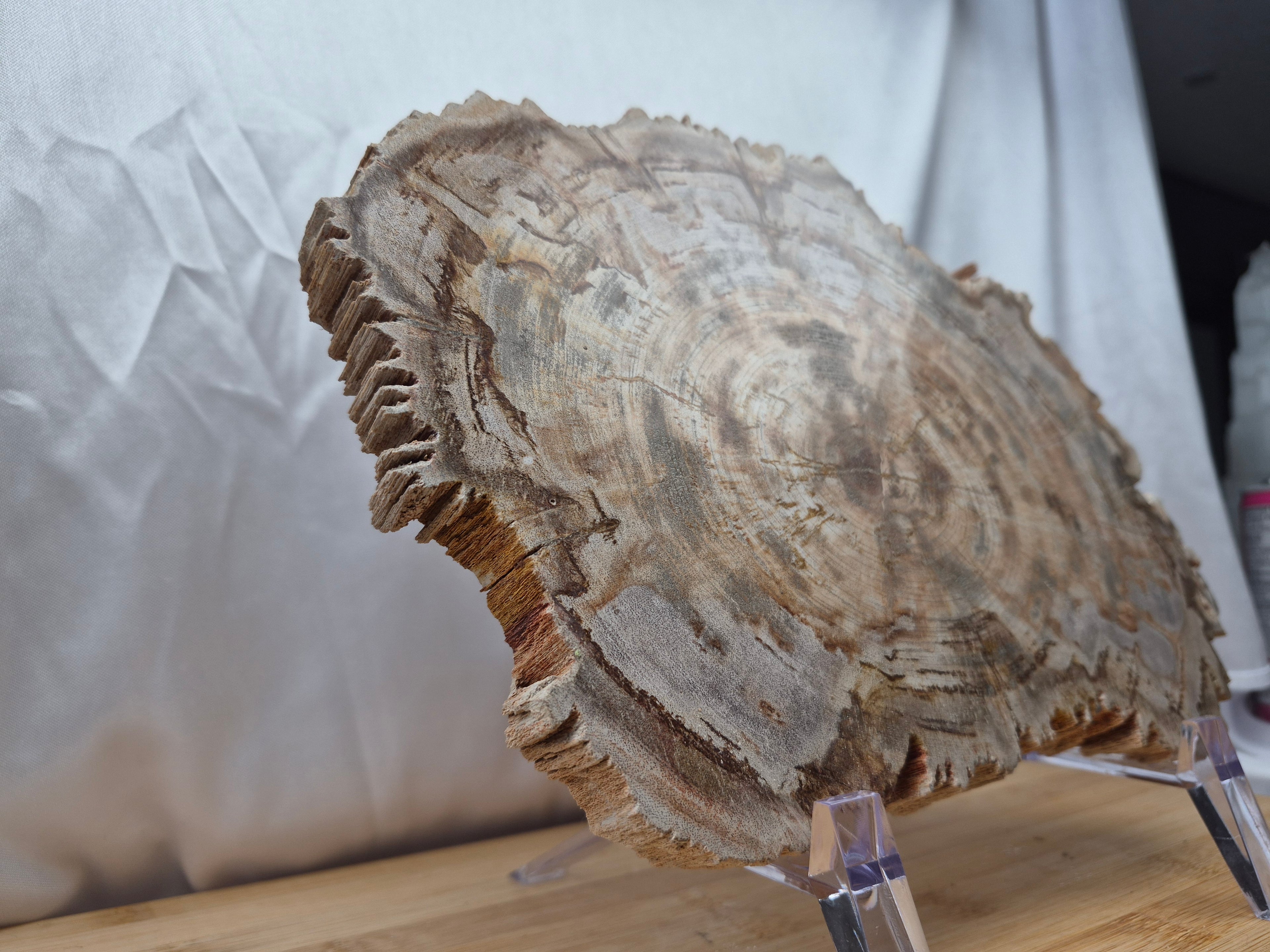 PETRIFIED WOOD SLAB 2