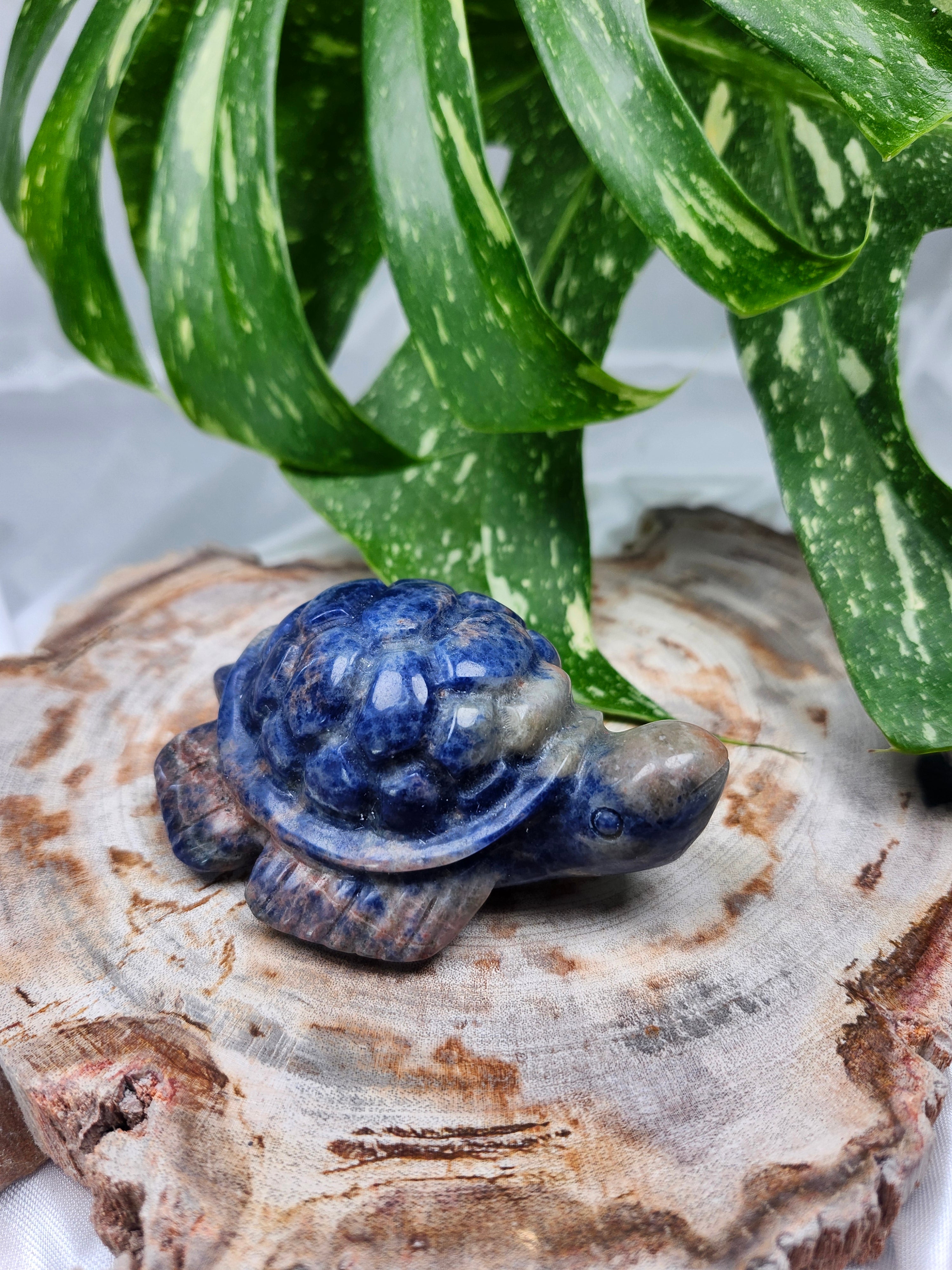 SODALITE TURTLE