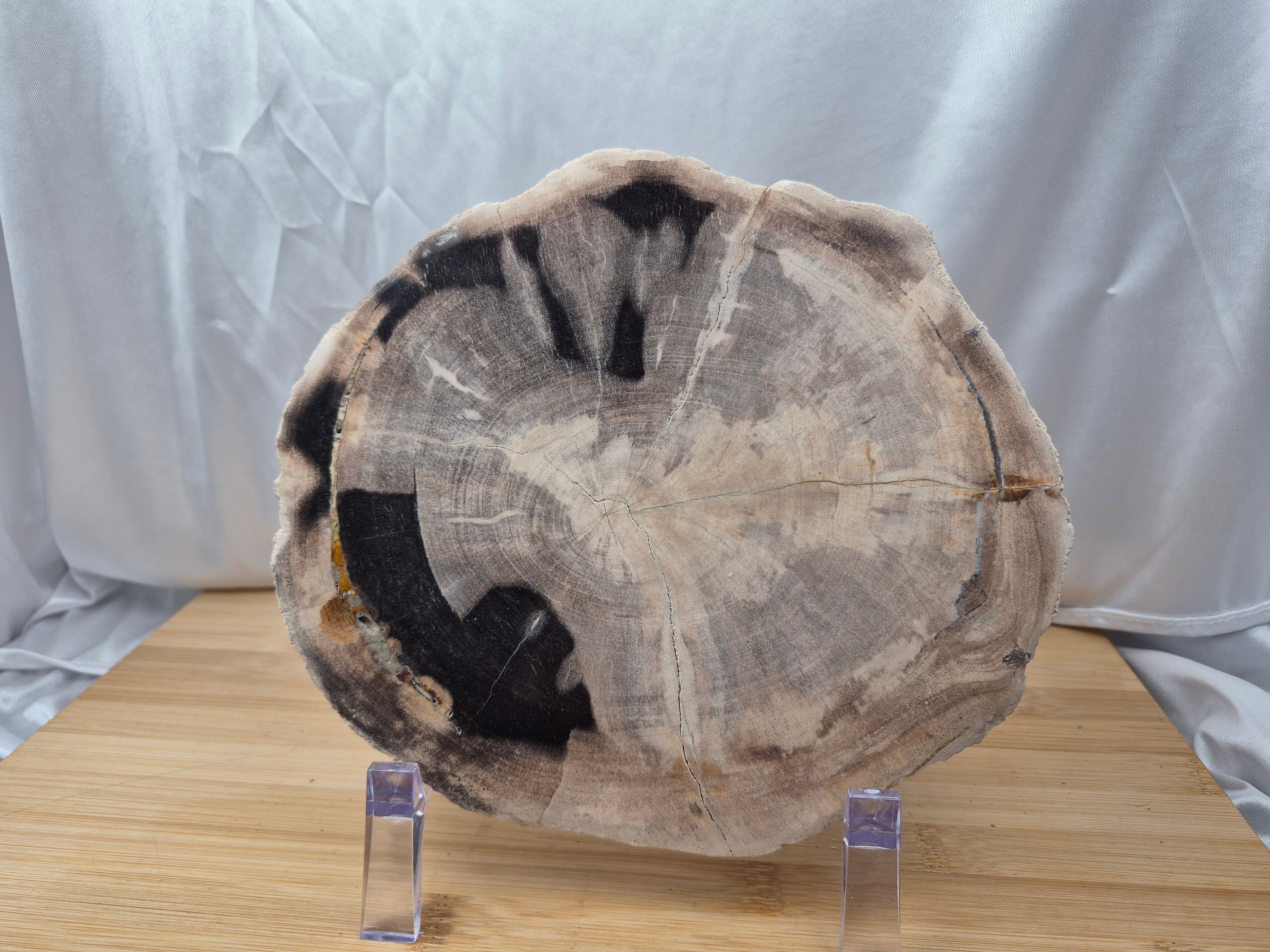 PETRIFIED WOOD SLAB 1