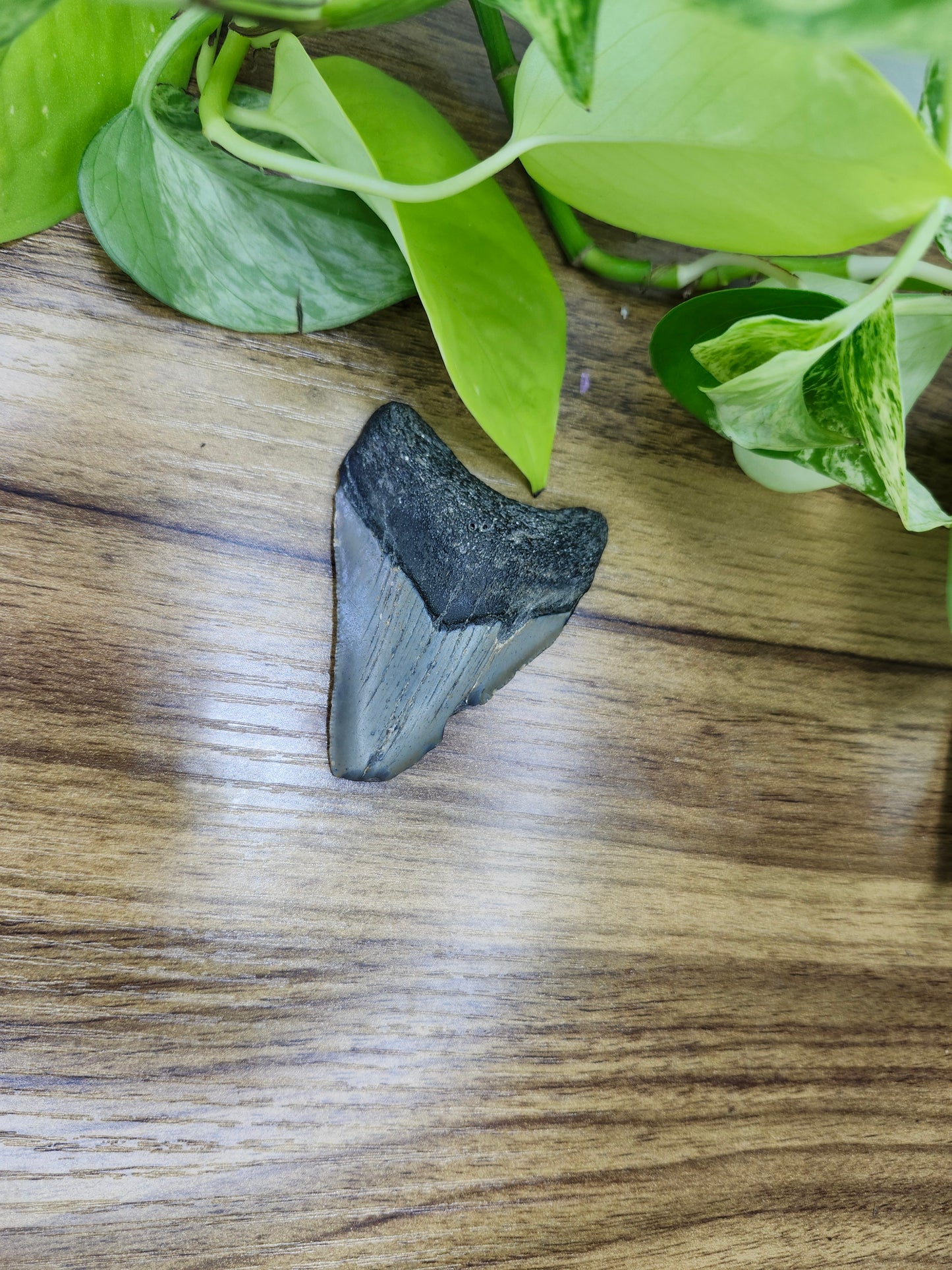 MEGALADON TOOTH