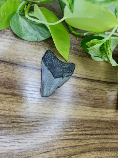 MEGALADON TOOTH