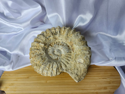 AMMONITE FOSSIL