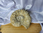 AMMONITE FOSSIL