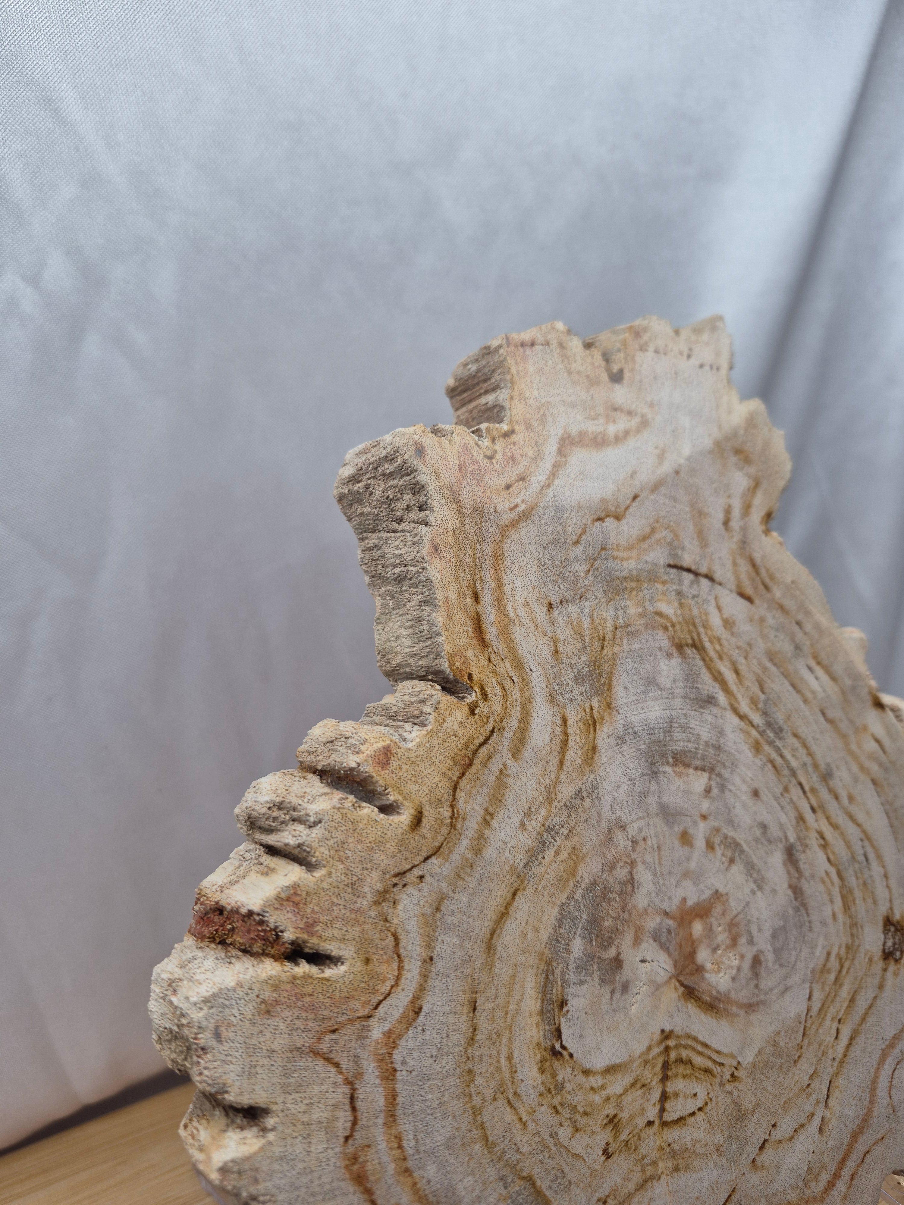 PETRIFIED WOOD SLAB 3