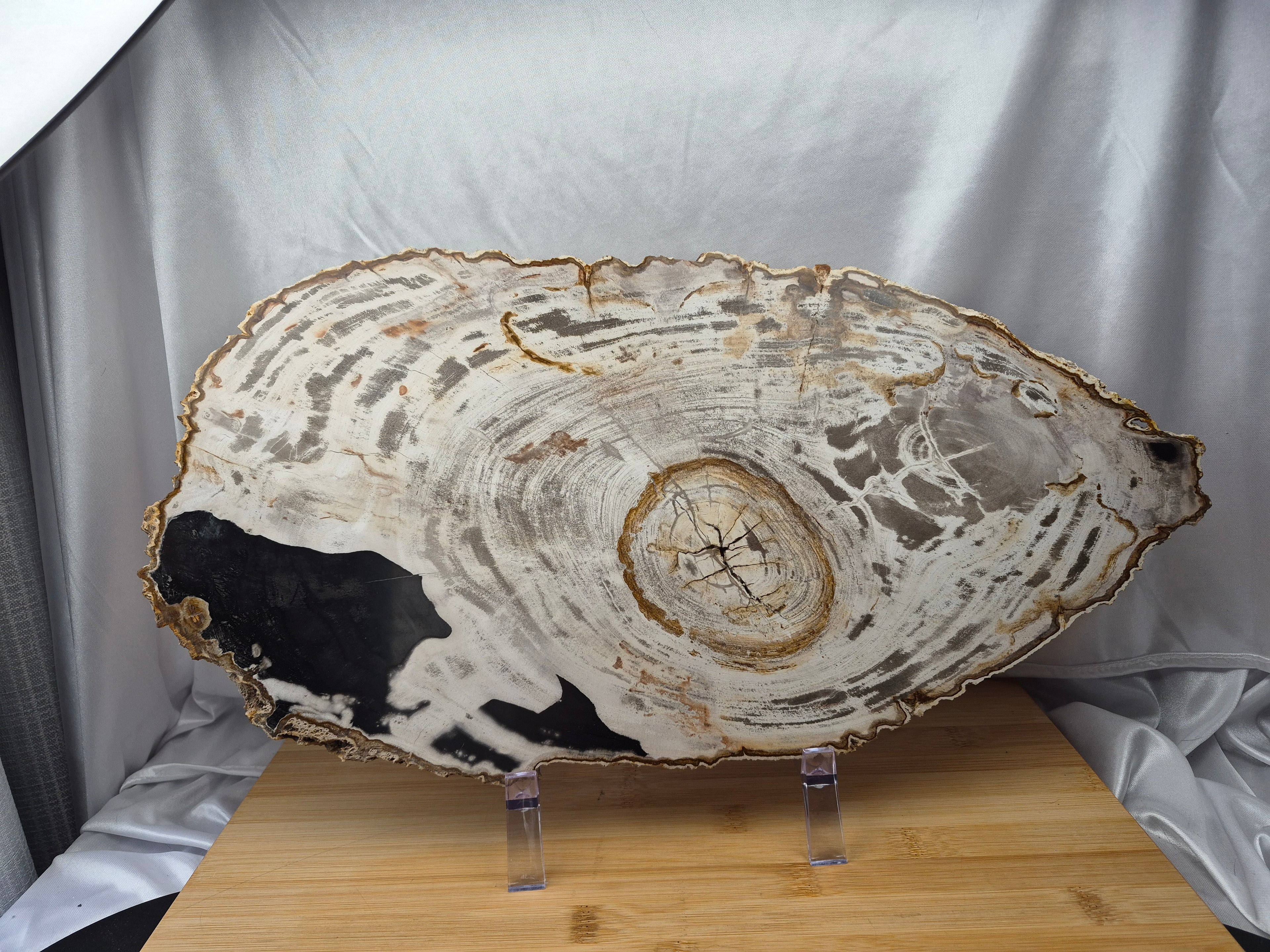 PETRIFIED WOOD SLAB 9