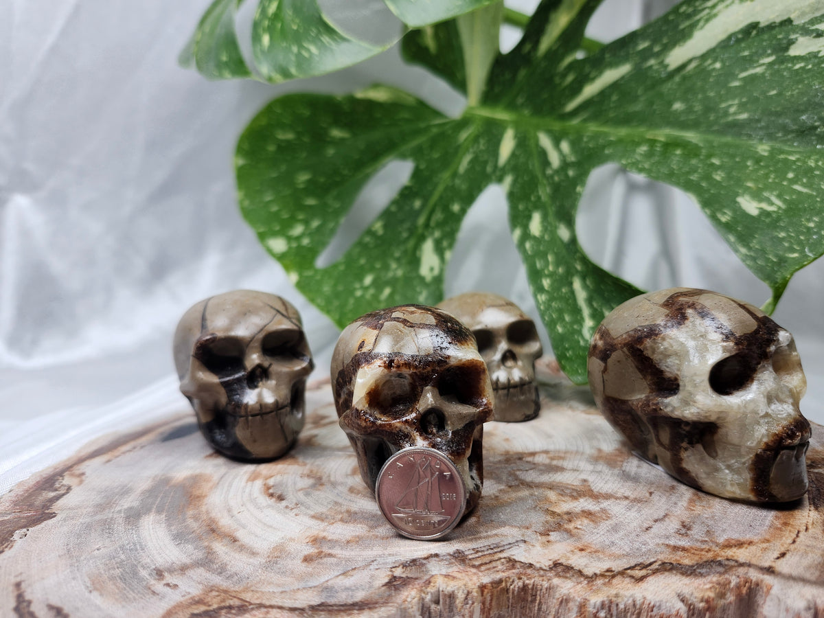 SEPTARIAN SKULL