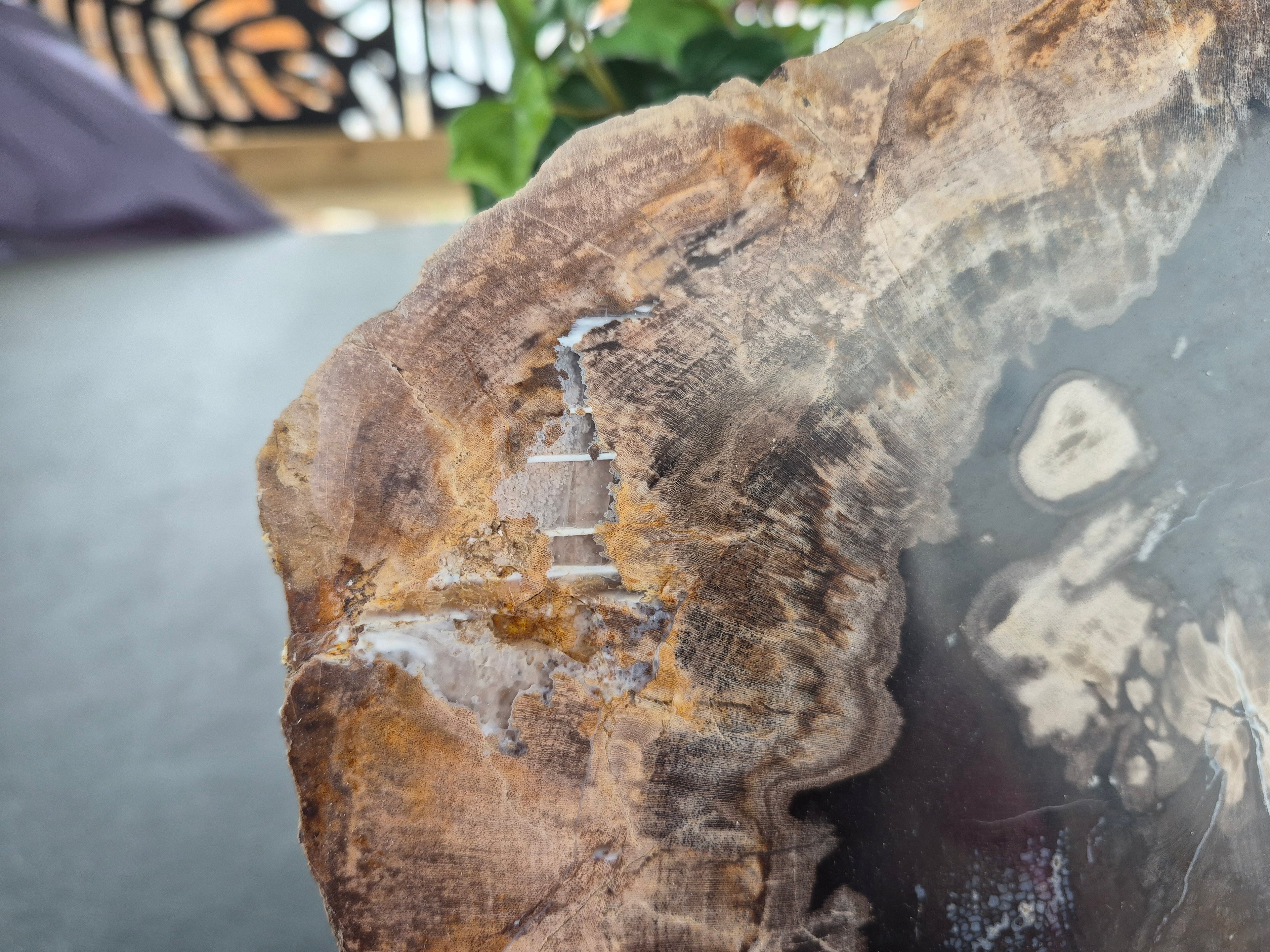 PETRIFIED WOOD SLAB #1
