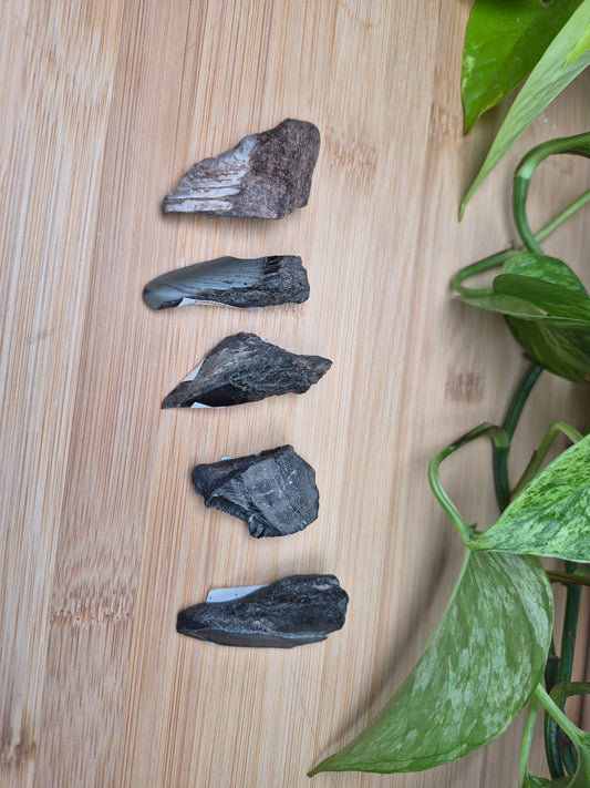 MEGALODON TOOTH FRAGMENTS (SMALL)