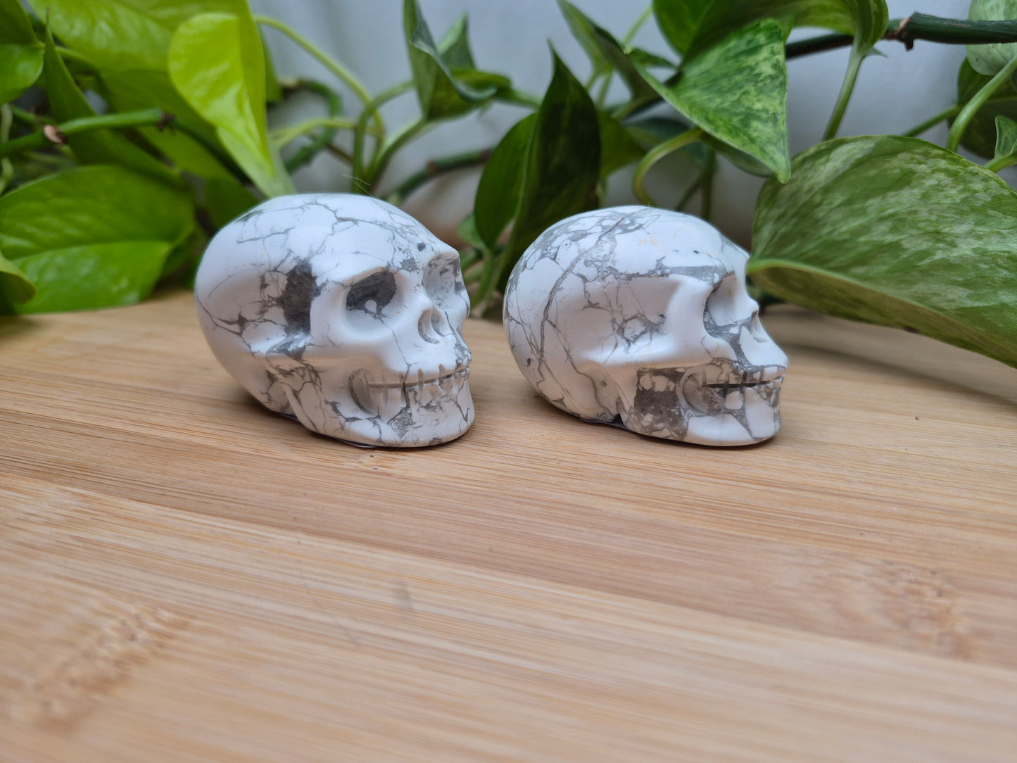 HOWLITE SKULL MD