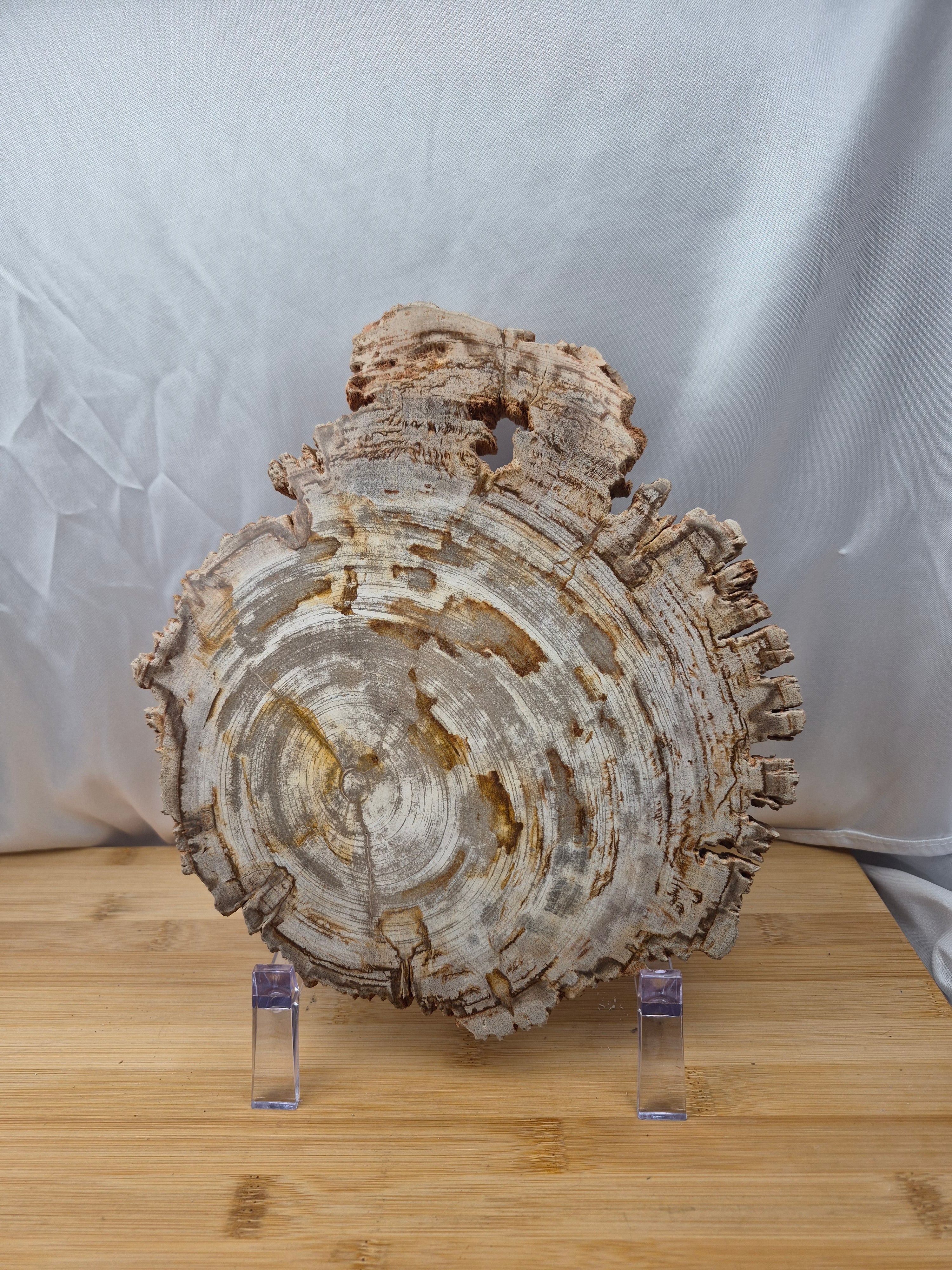 PETRIFIED WOOD SLAB 4