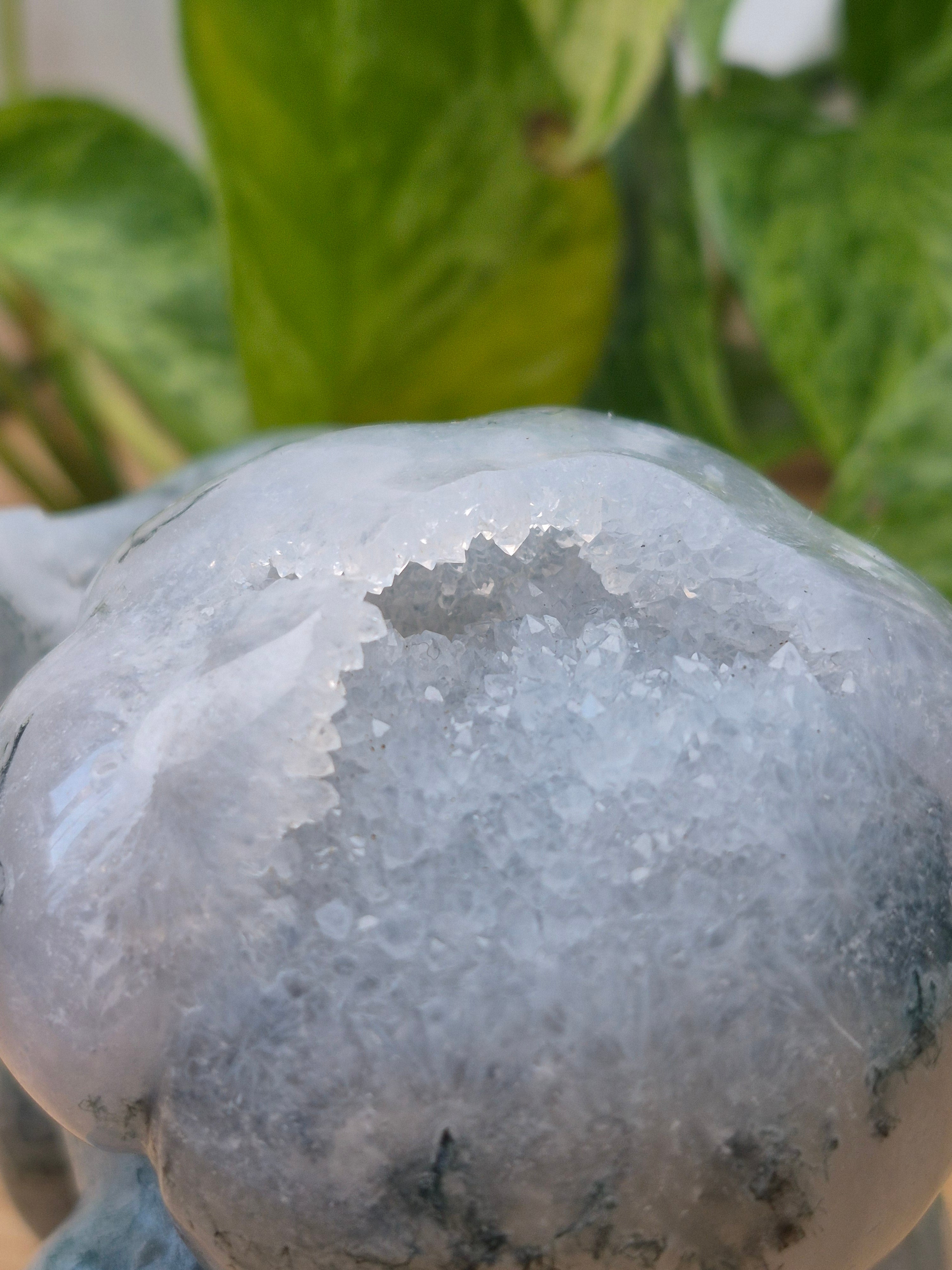 MOSS AGATE BULBASAUR