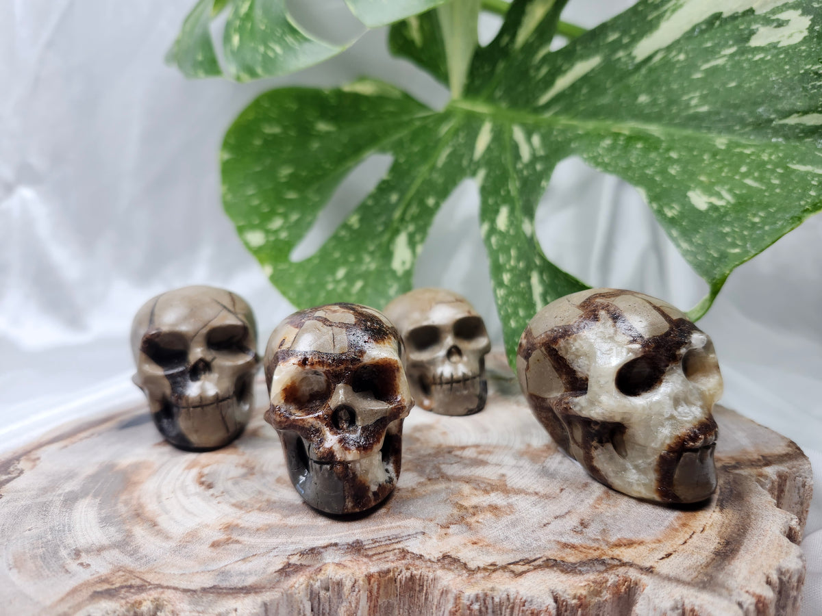 SEPTARIAN SKULL
