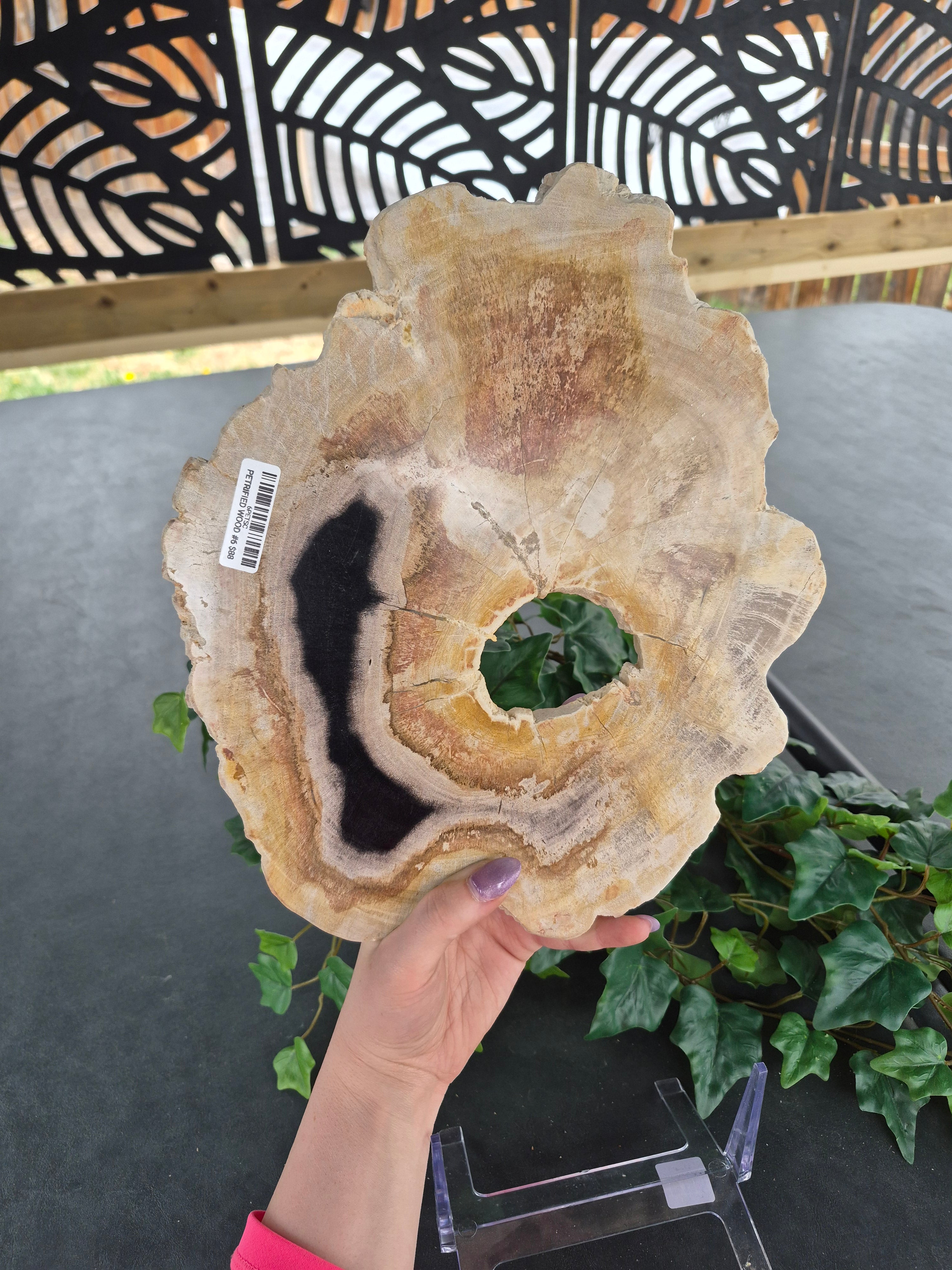 PETRIFIED WOOD SLAB #6