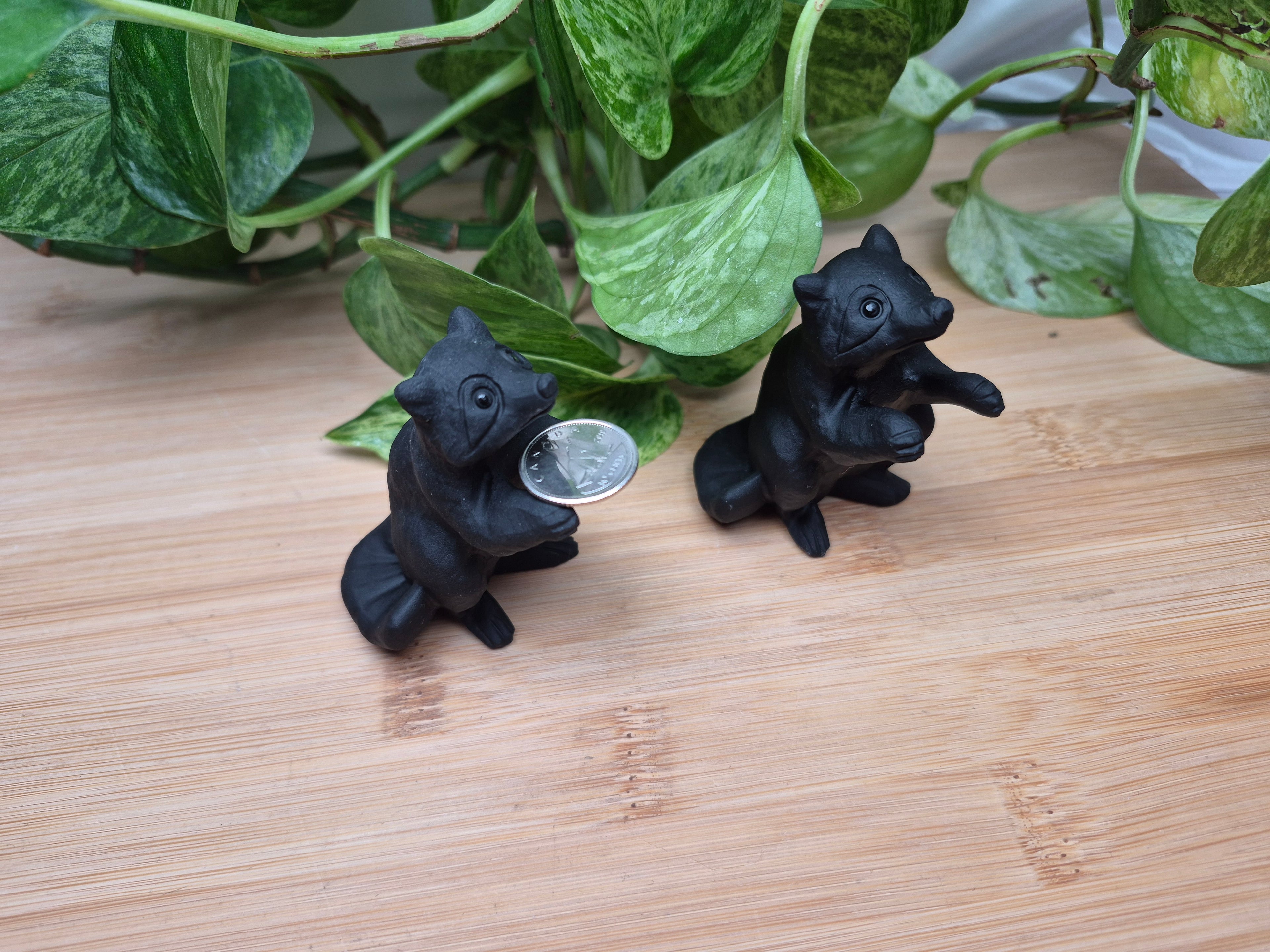 OBSIDIAN RACCOON