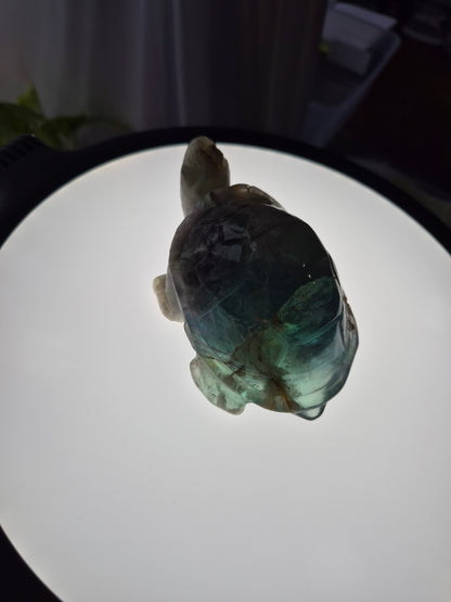 FEATHER FLUORITE TURTLE