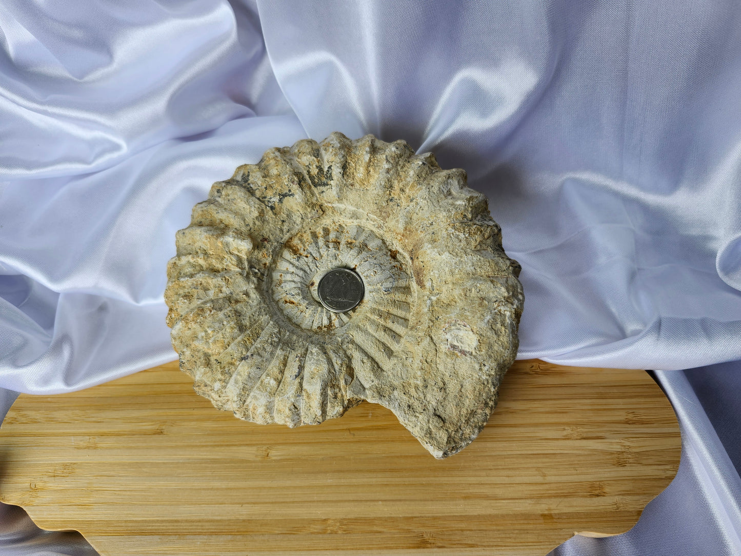 AMMONITE FOSSIL