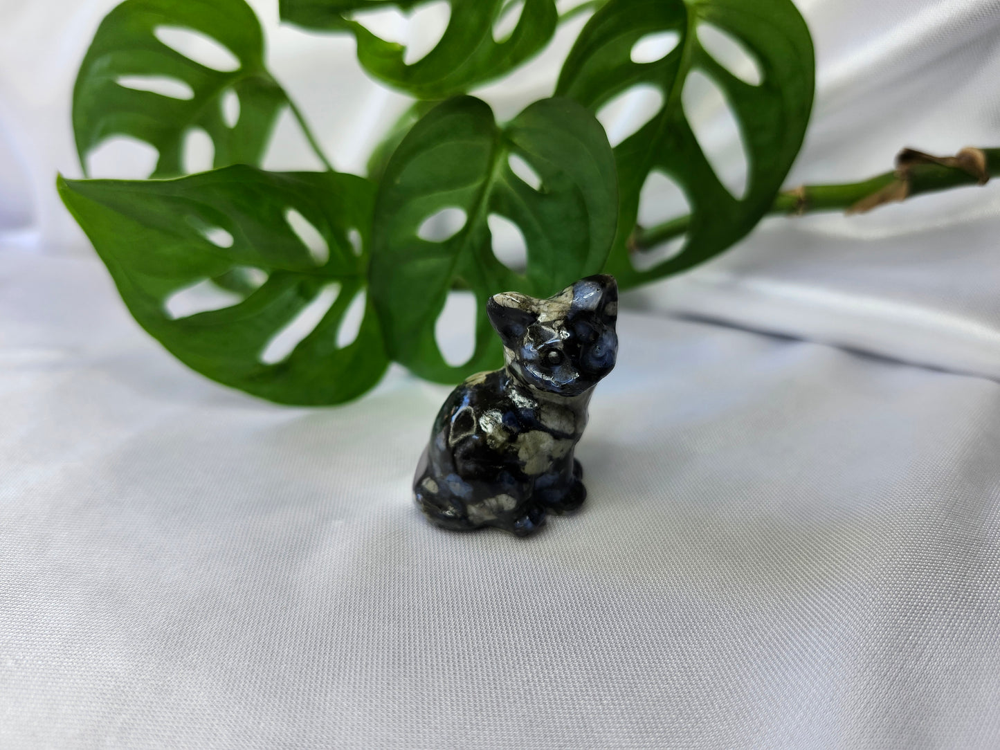 QUE SERA SM SITTING CAT