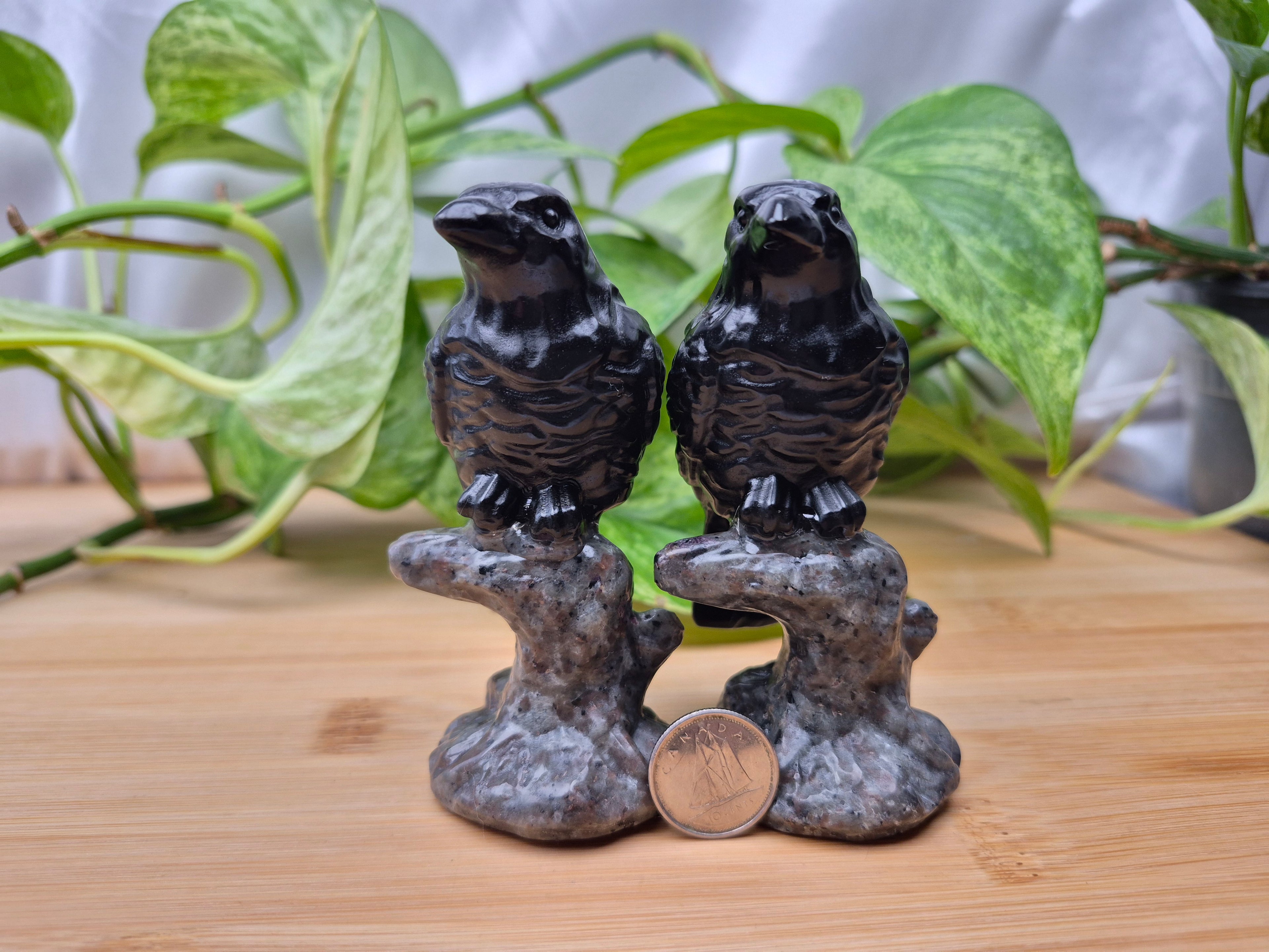 YOOPERLITE & OBSIDIAN RAVEN