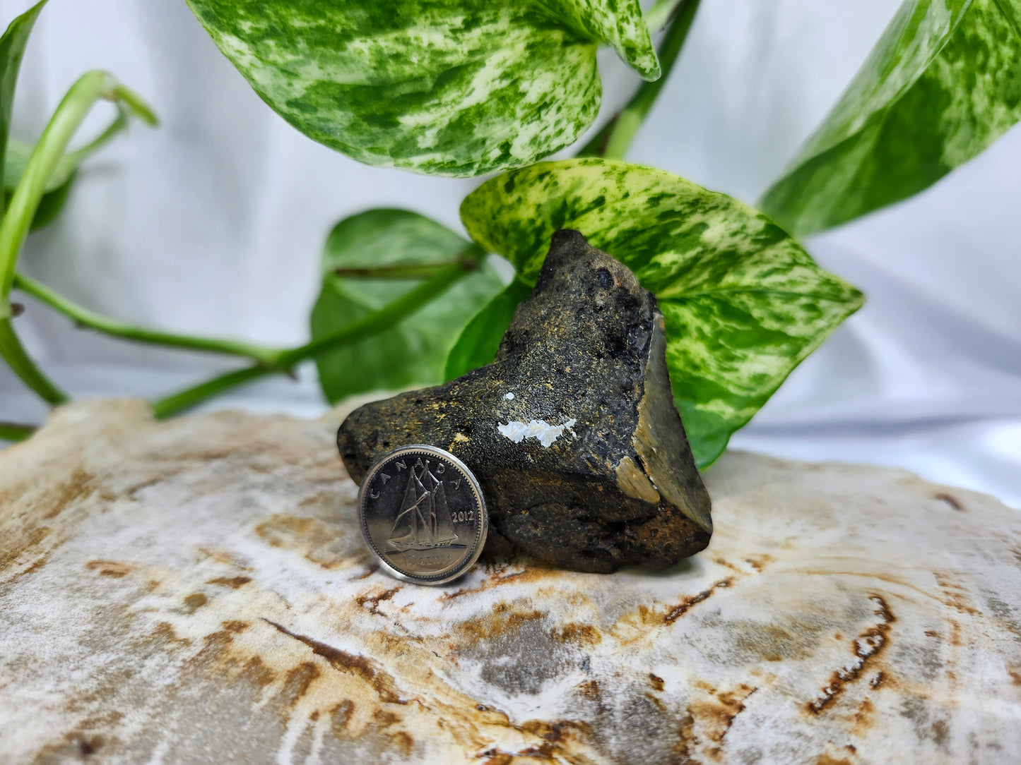 MEGALADON TOOTH #1
