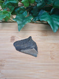 MEGALADON TOOTH