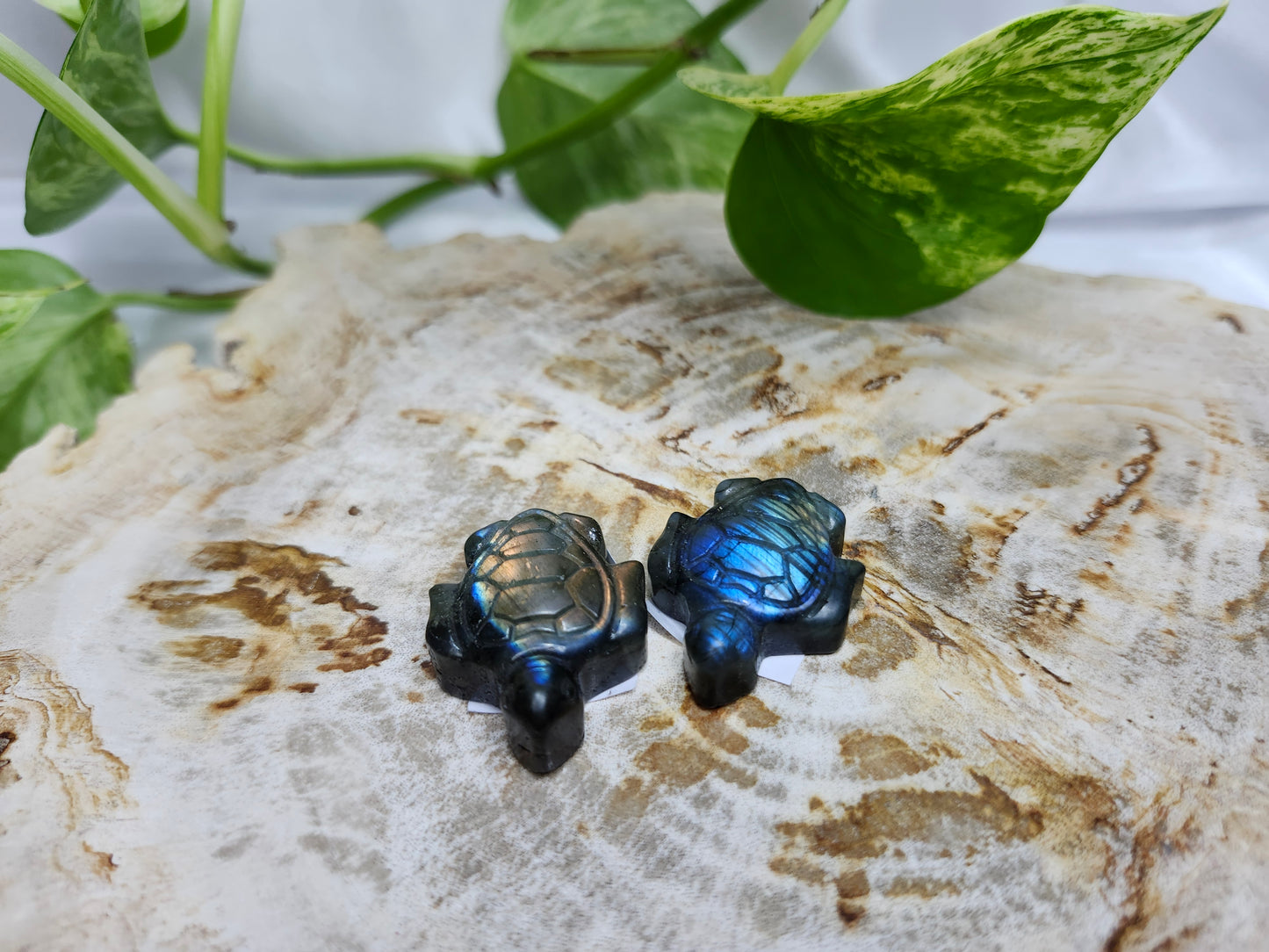 LABRADORITE FLASHY TURTLE
