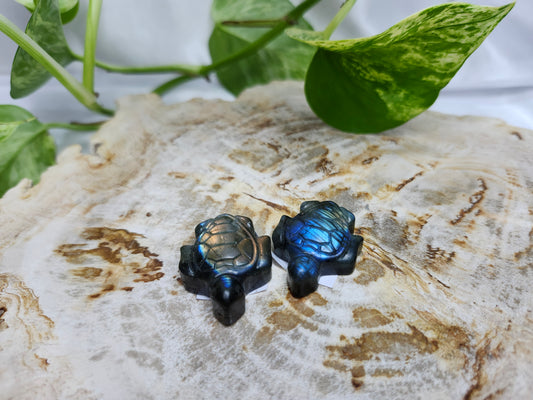 LABRADORITE FLASHY TURTLE