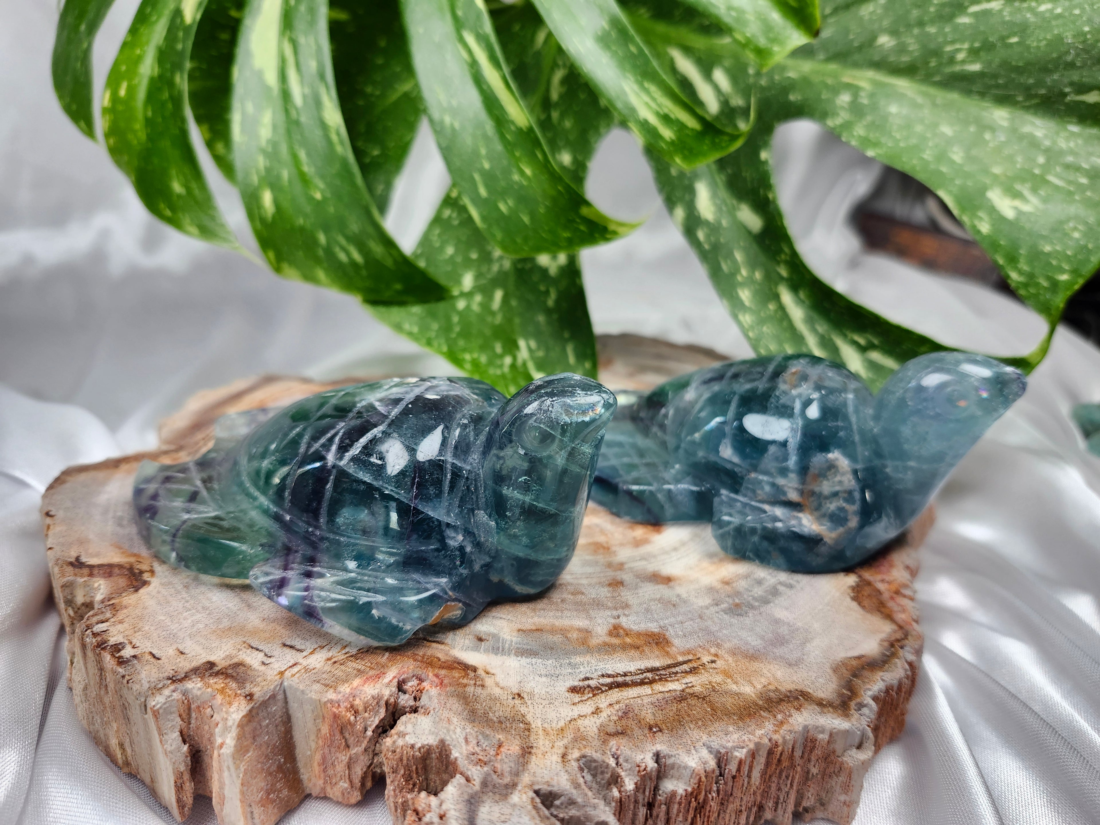 FLUORITE TURTLE