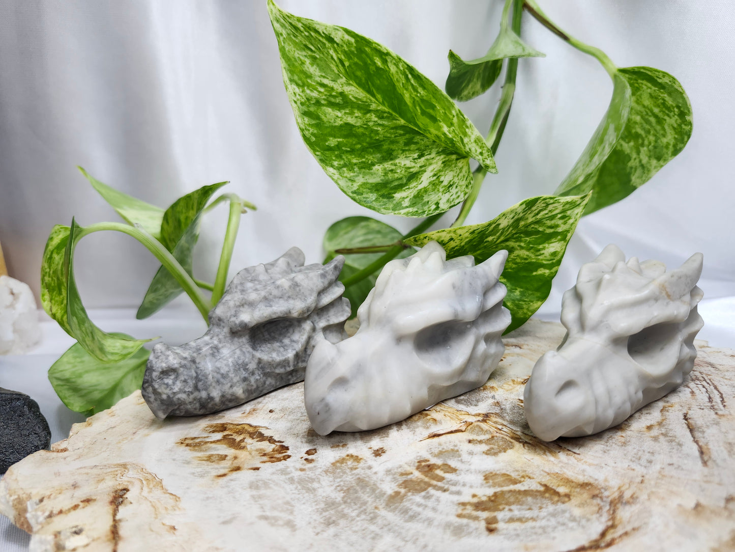 JASPER DRAGON HEAD
