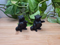 OBSIDIAN RACCOON