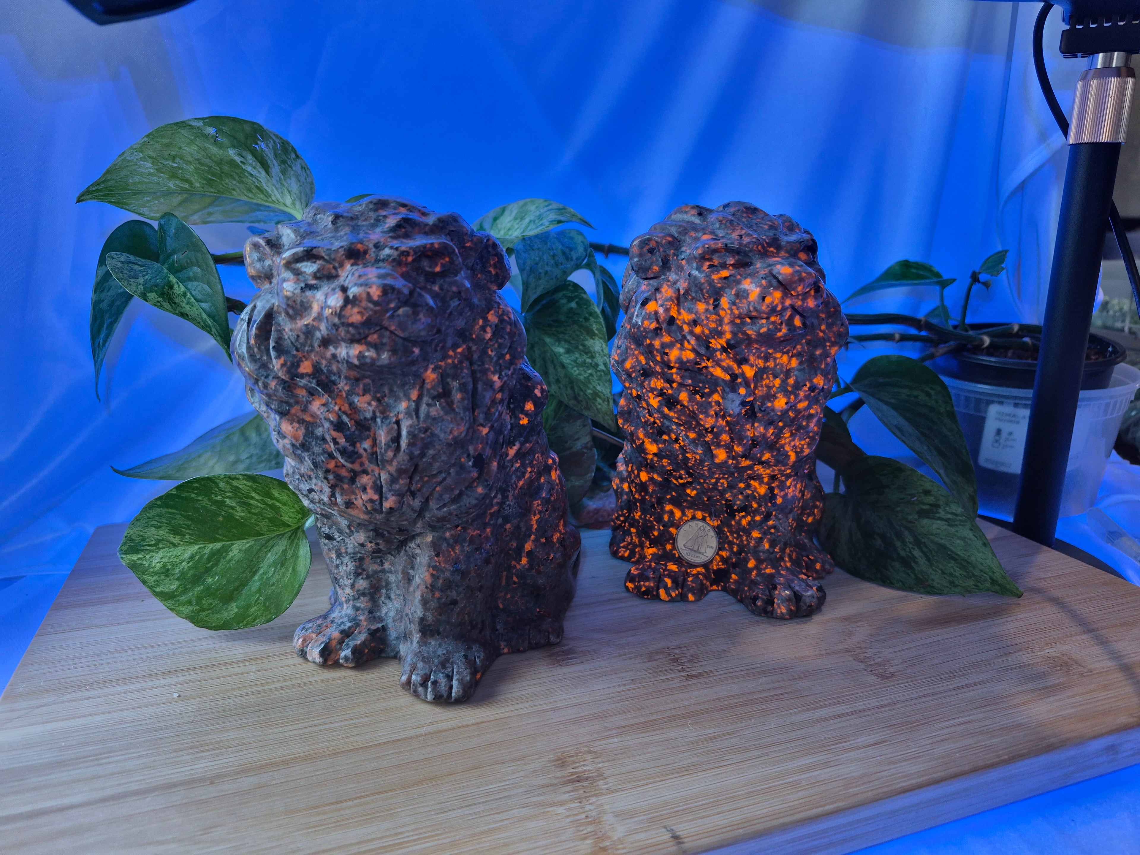 YOOPERLITE SITTING LION XL