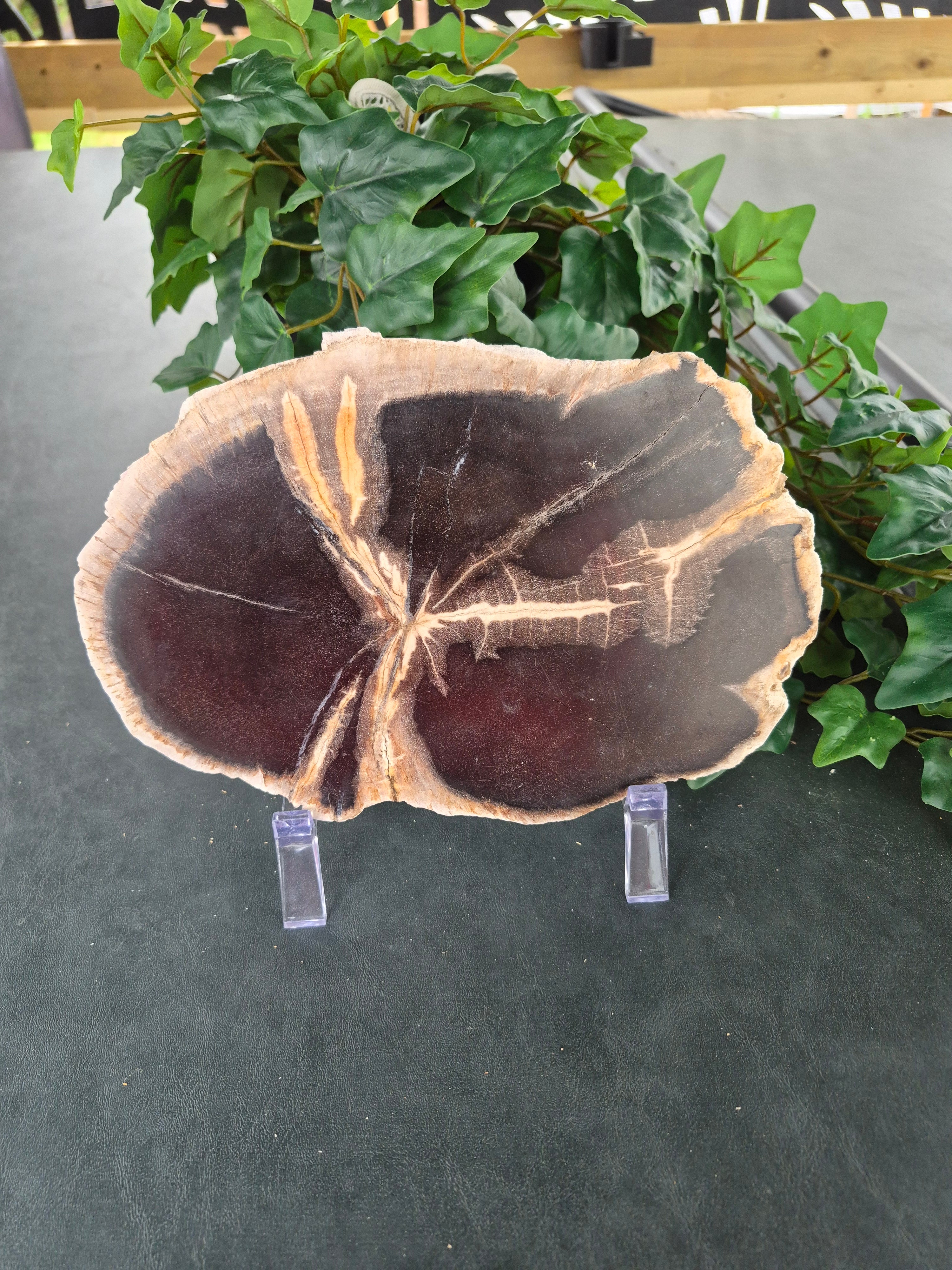 PETRIFIED WOOD SLAB #9