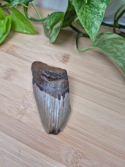 MEGALODON TOOTH
