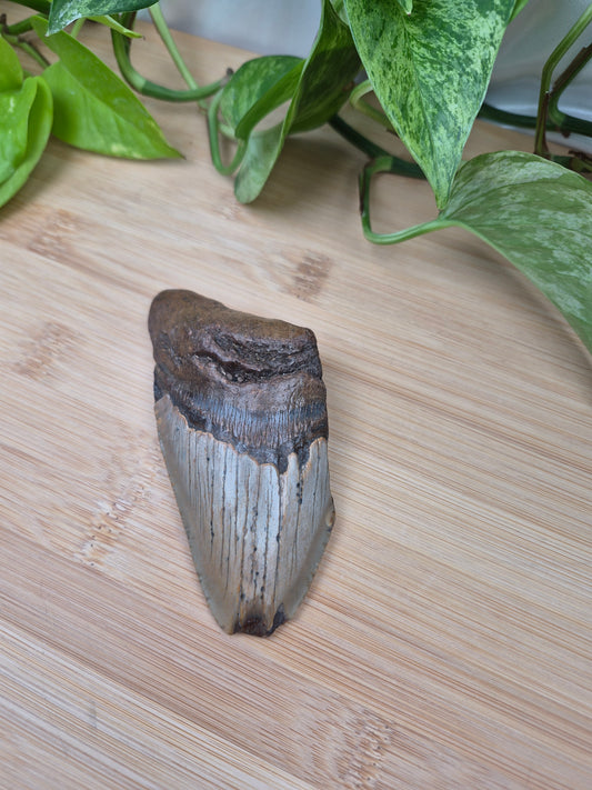 MEGALODON TOOTH