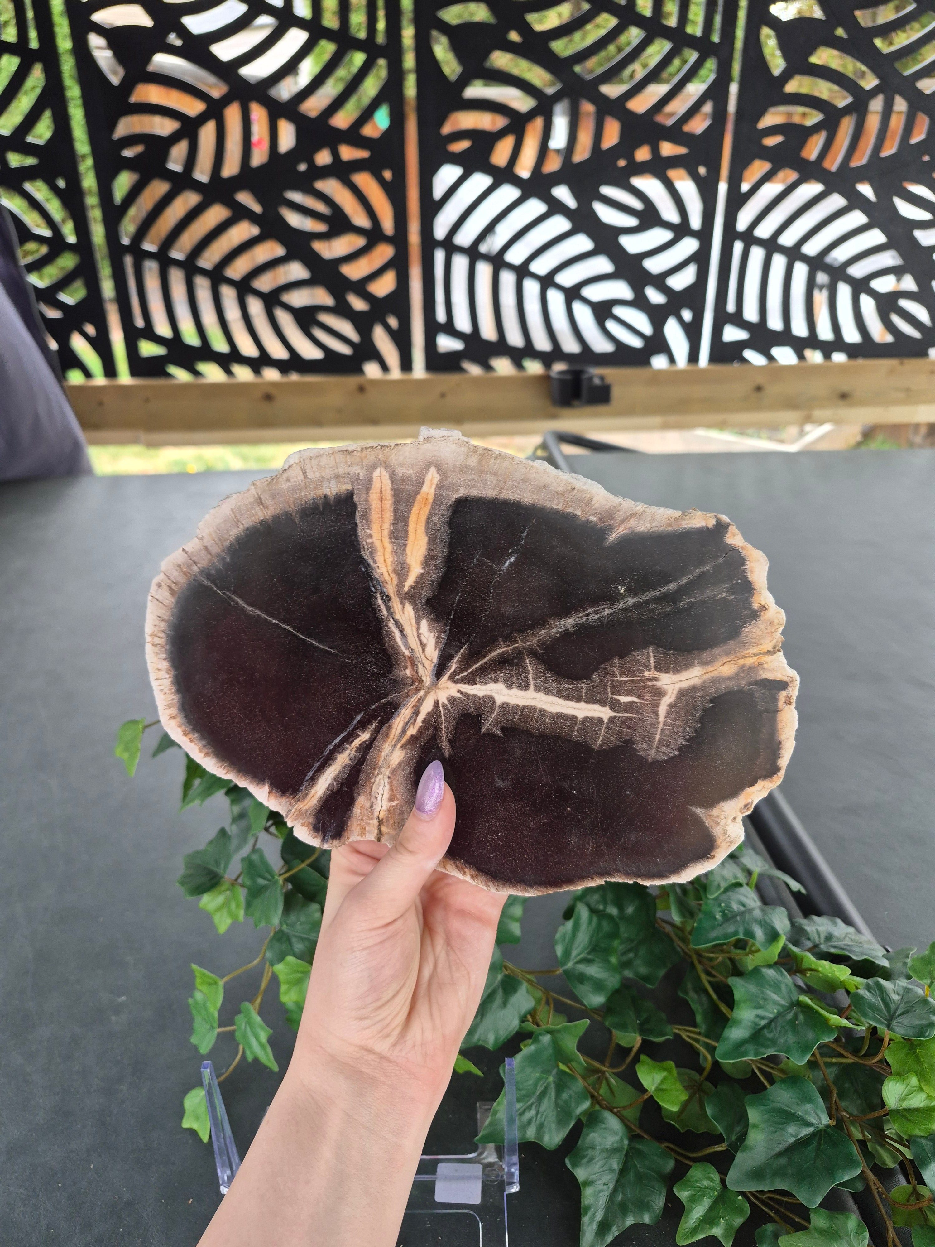 PETRIFIED WOOD SLAB #9