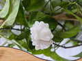 WHITE JADE SNOM