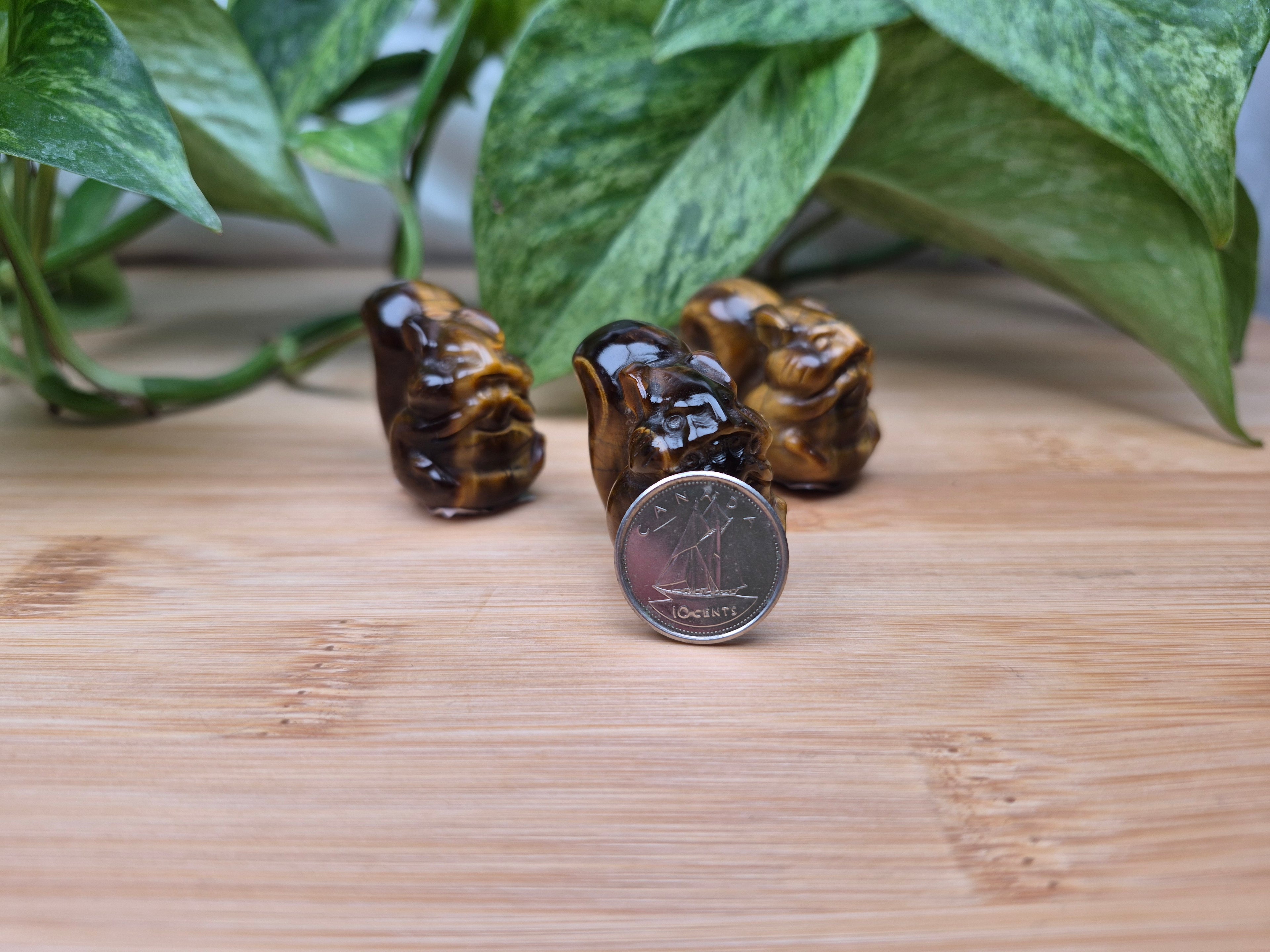 TIGERS EYE SQUIRREL