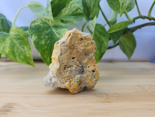 BUMBLEBEE JASPER #4