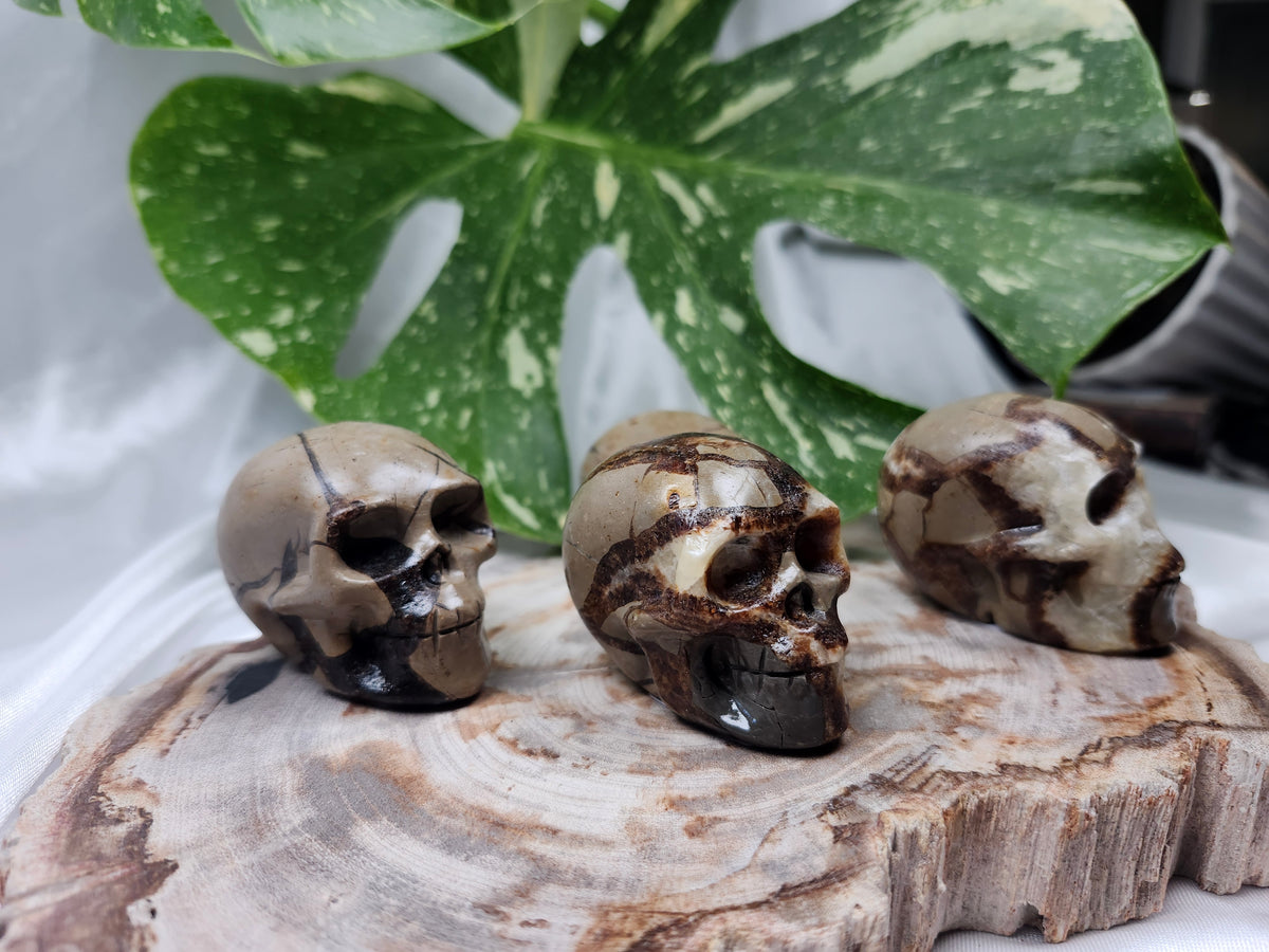 SEPTARIAN SKULL