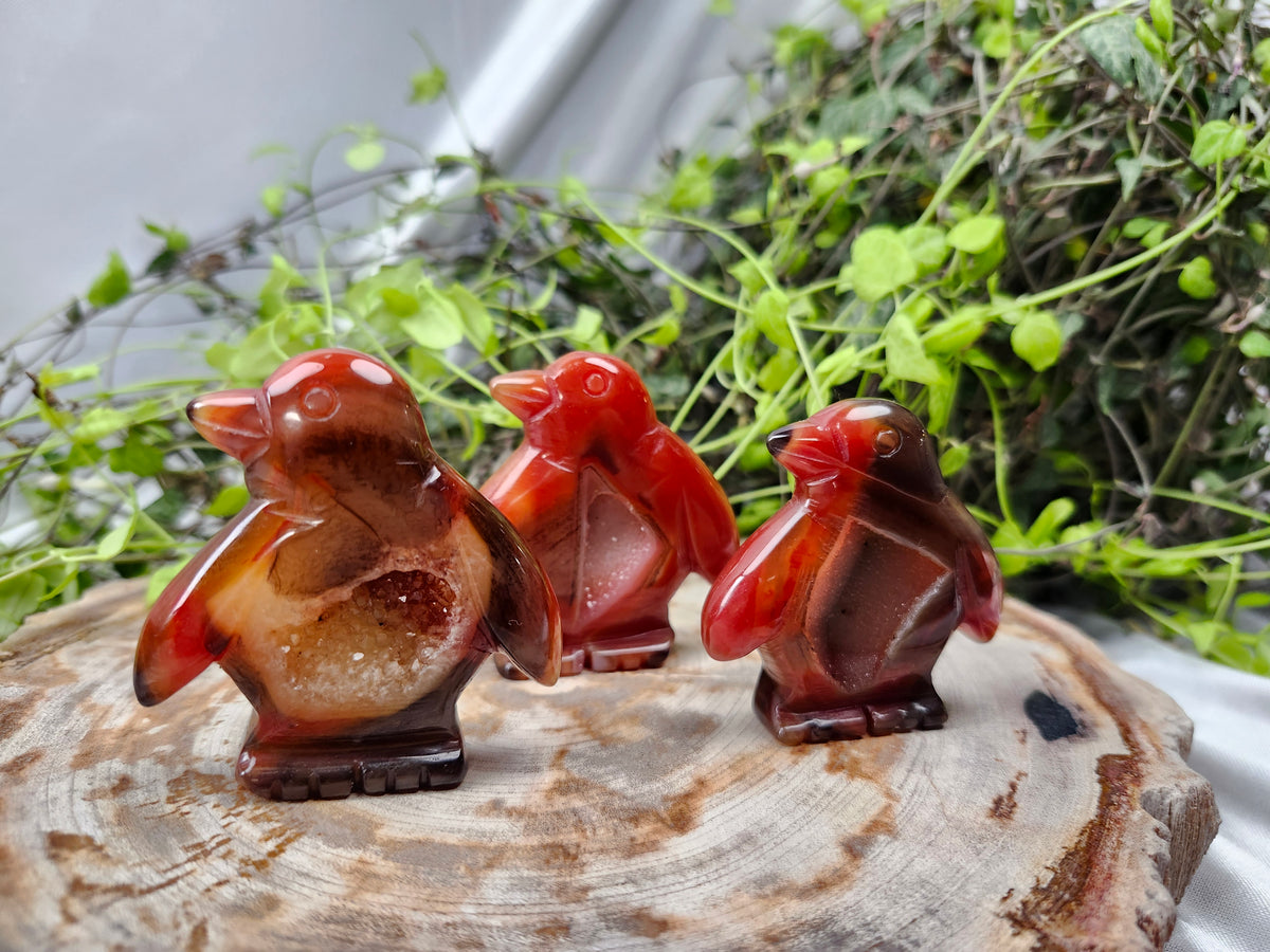 CARNELIAN PENGUIN